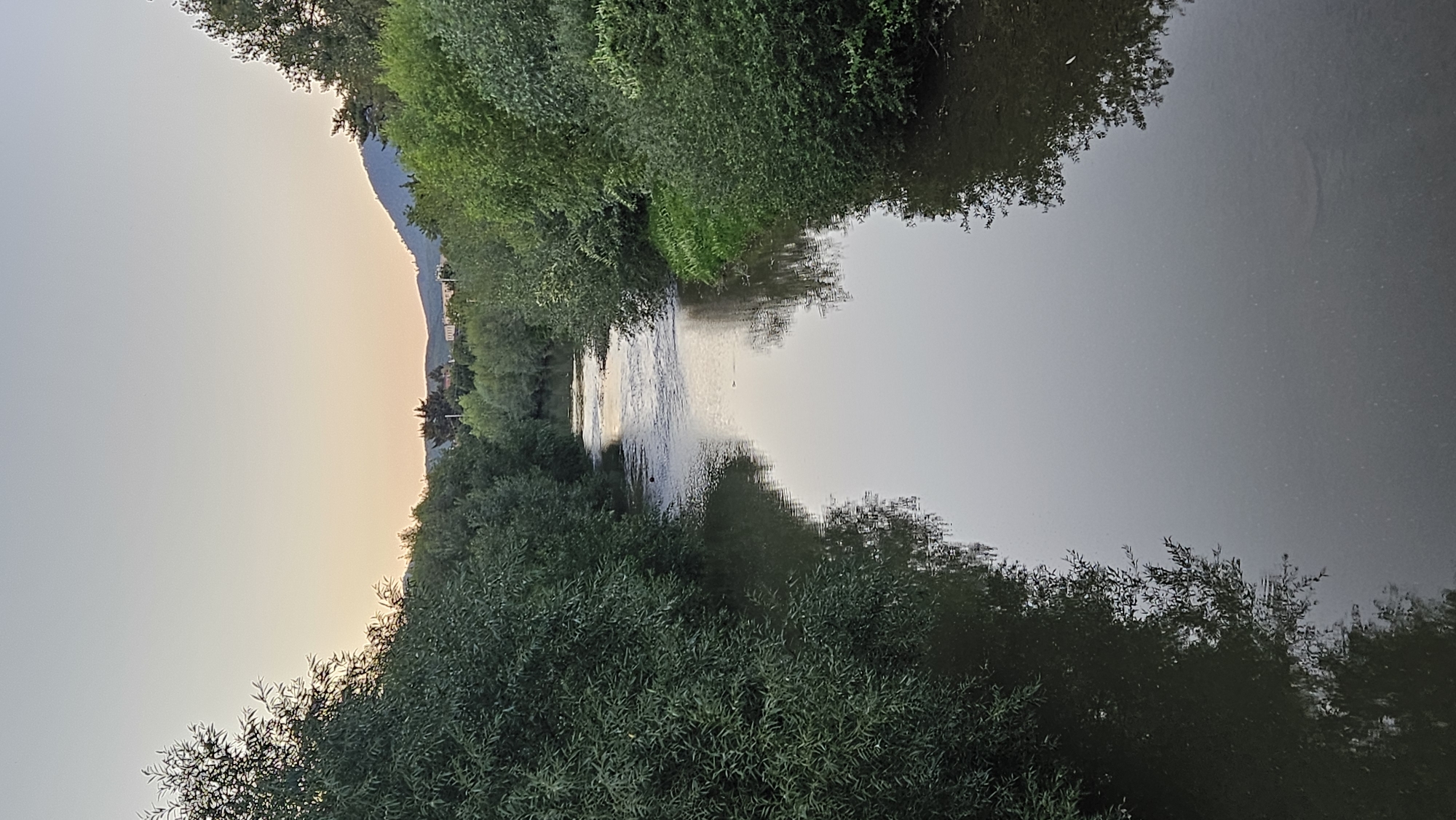 This image depicts a tranquil river flowing through a verdant, tree-lined landscape. The water is calm, reflecting the soft hues of the sky, which transitions from a pale yellow near the horizon to a light gray overhead. Dense foliage, composed of various trees and bushes, flanks both sides of the river, creating a natural tunnel effect. In the distance, hints of buildings and hills are visible beneath the hazy sky, suggesting a semi-rural or suburban setting. There are no people visible in the image. The scene appears to capture a moment of natural serenity, possibly during the early morning or late evening. This specific view is consistent with sections of the Sekčov stream as it passes through the city of Prešov, Slovakia, particularly areas that are not heavily urbanized and retain a more natural embankment.