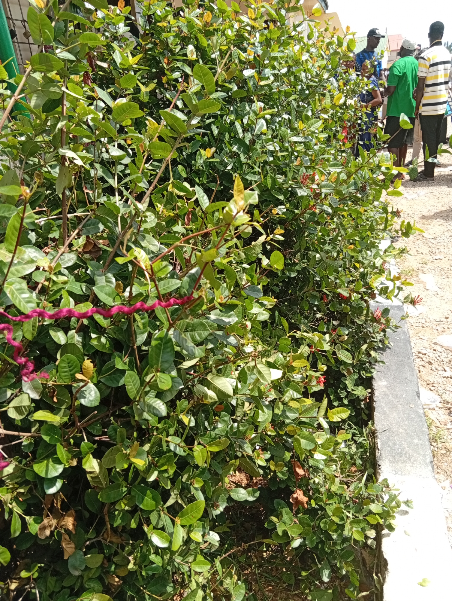 The image shows a group of individuals standing on a dirt path beside a dense green hedge in Jalingo, Nigeria. The hedge, which appears to be a garden boundary, is thick with green leaves and some small red flowers. A bright pink cord is woven through the branches of the hedge in the foreground. Several people are visible in the background, some facing each other in conversation. The individuals are dressed in casual attire. The overall scene suggests an outdoor gathering or casual interaction in a public space.
