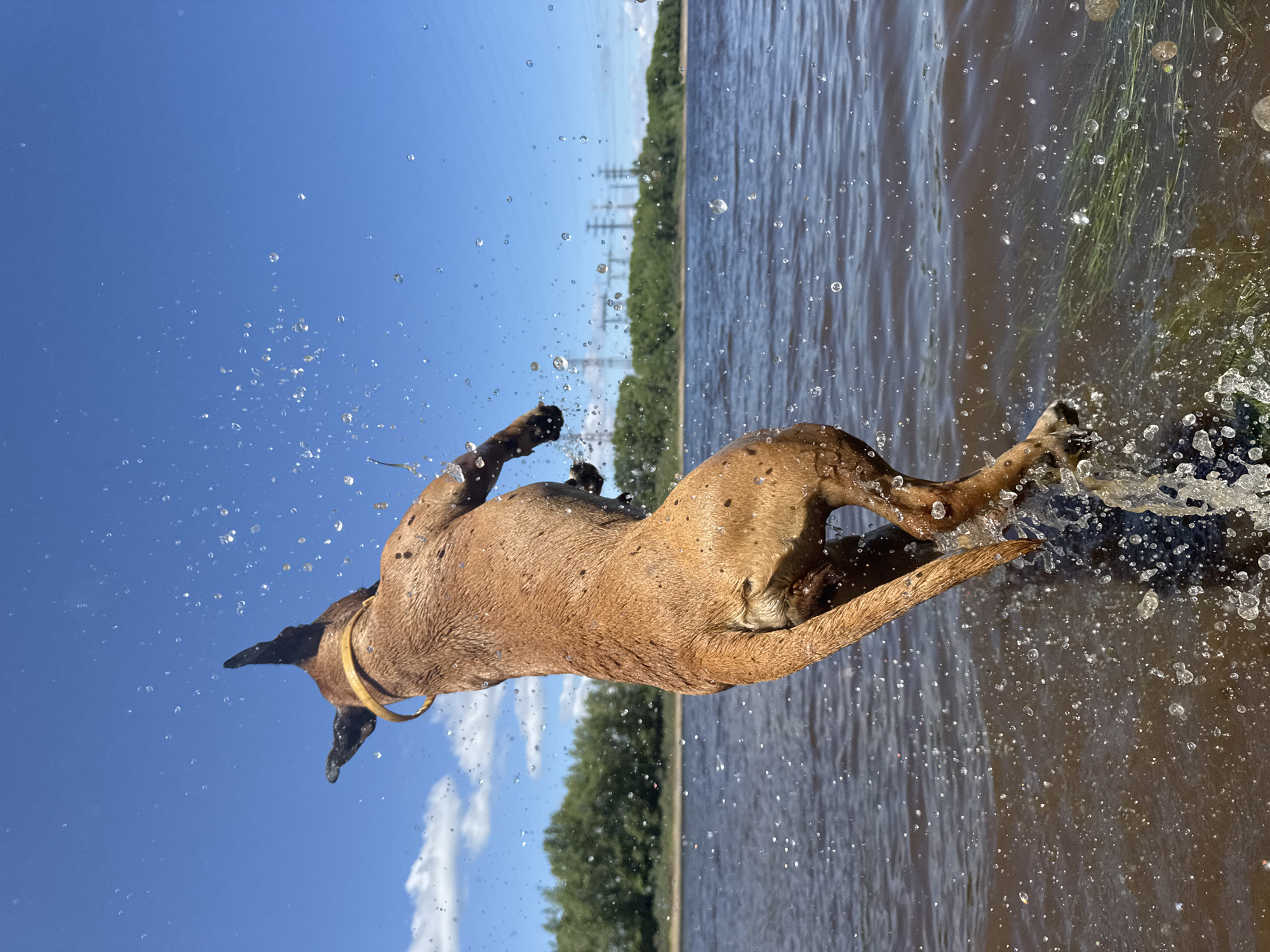 A brown dog leaps out of the water, with water droplets scattering around it. The dog is seen from behind, and is mid-air with its legs extended. The dog is wearing a yellow collar. The background consists of a body of water, a treeline, a blue sky with some clouds, and power lines in the distance. The image appears to be taken in Chaikovsky, Russia, likely near the Kama River.