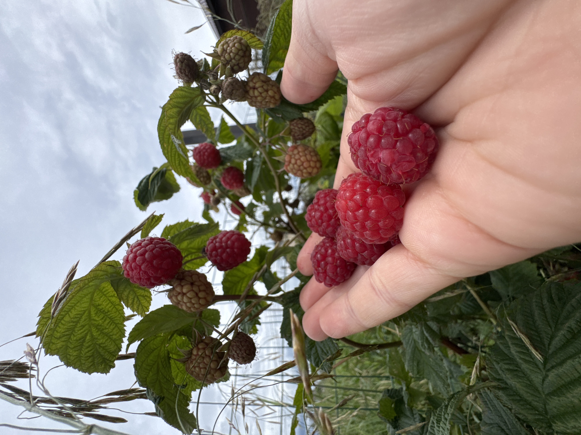 In Kempelevo, Russia, a hand holds a cluster of ripe raspberries harvested from a nearby bush. The berries are a vibrant red, with many small drupelets making up each fruit. The bush, laden with more raspberries, some still green and developing, is visible in the background, along with its green leaves and thorny branches. The sky overhead is overcast, with a mix of clouds. The scene is outdoors, suggesting a garden or farm setting.