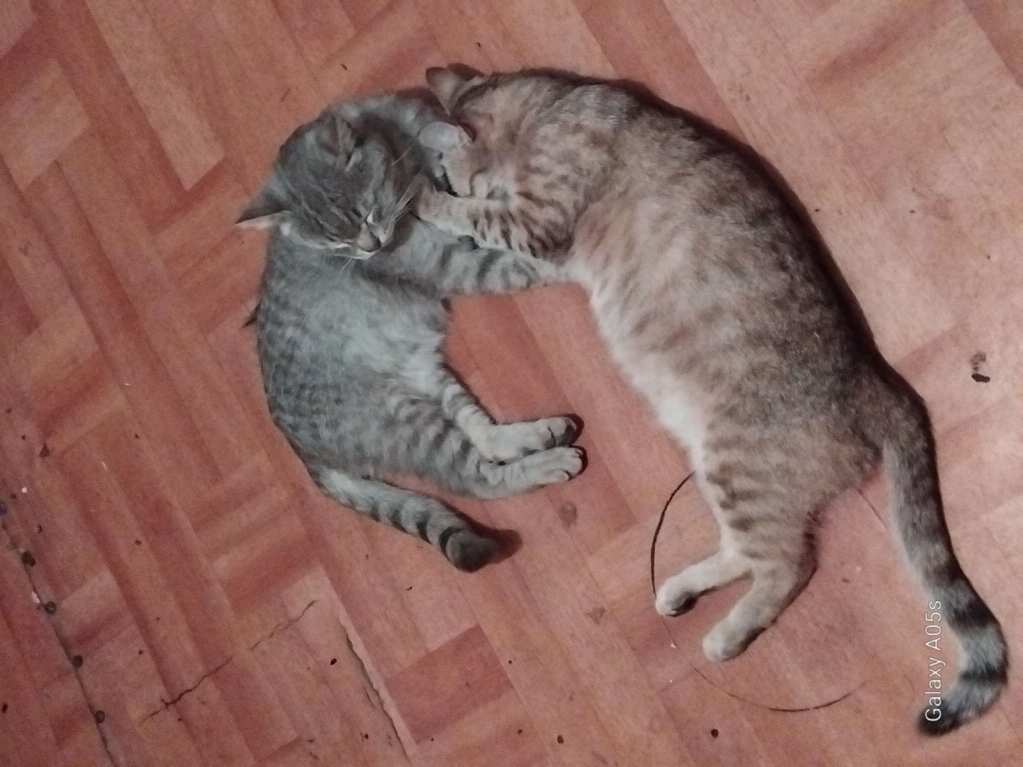 Two cats, one predominantly gray with tabby markings and the other a lighter brown with tabby markings, are lying on a wooden floor. The cats are interacting affectionately, with the gray cat resting its head on the brown cat and appearing to groom or nuzzle it. The brown cat's paw is raised, possibly in response to the gray cat's actions. The floor has a parquet pattern and appears to be in an indoor setting, likely a home. There is a visible water stain on the floor near the brown cat's tail. The scene is captured from a slightly elevated, top-down perspective. The image does not provide any information to determine the location in the city of Druzhba, Russia.