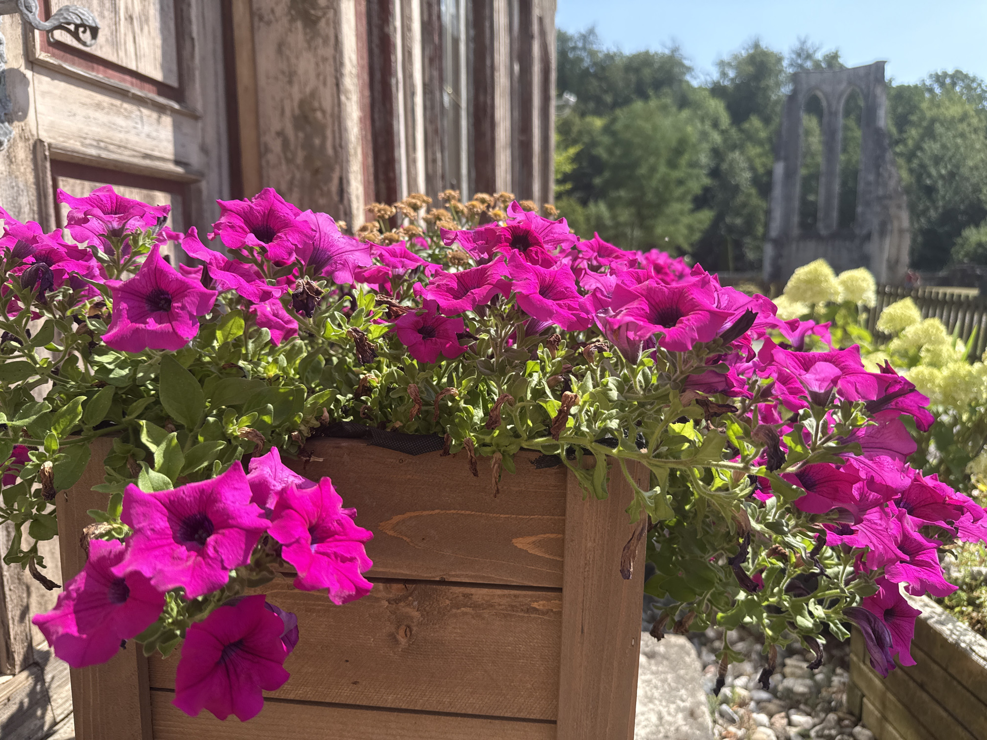 The image depicts a close-up view of a wooden planter box filled with vibrant pink petunias. The planter is positioned outdoors, in front of a weathered wooden structure with vertical planks, likely part of an old building or door. In the background, blurred ruins of an arched structure are visible amongst lush green trees under a bright blue sky. To the right of the planter, a cluster of light green hydrangeas can be seen. The scene is set in the grounds of the Walkenried Abbey, a former Cistercian monastery located in Walkenried, Germany. No people are present in the image.