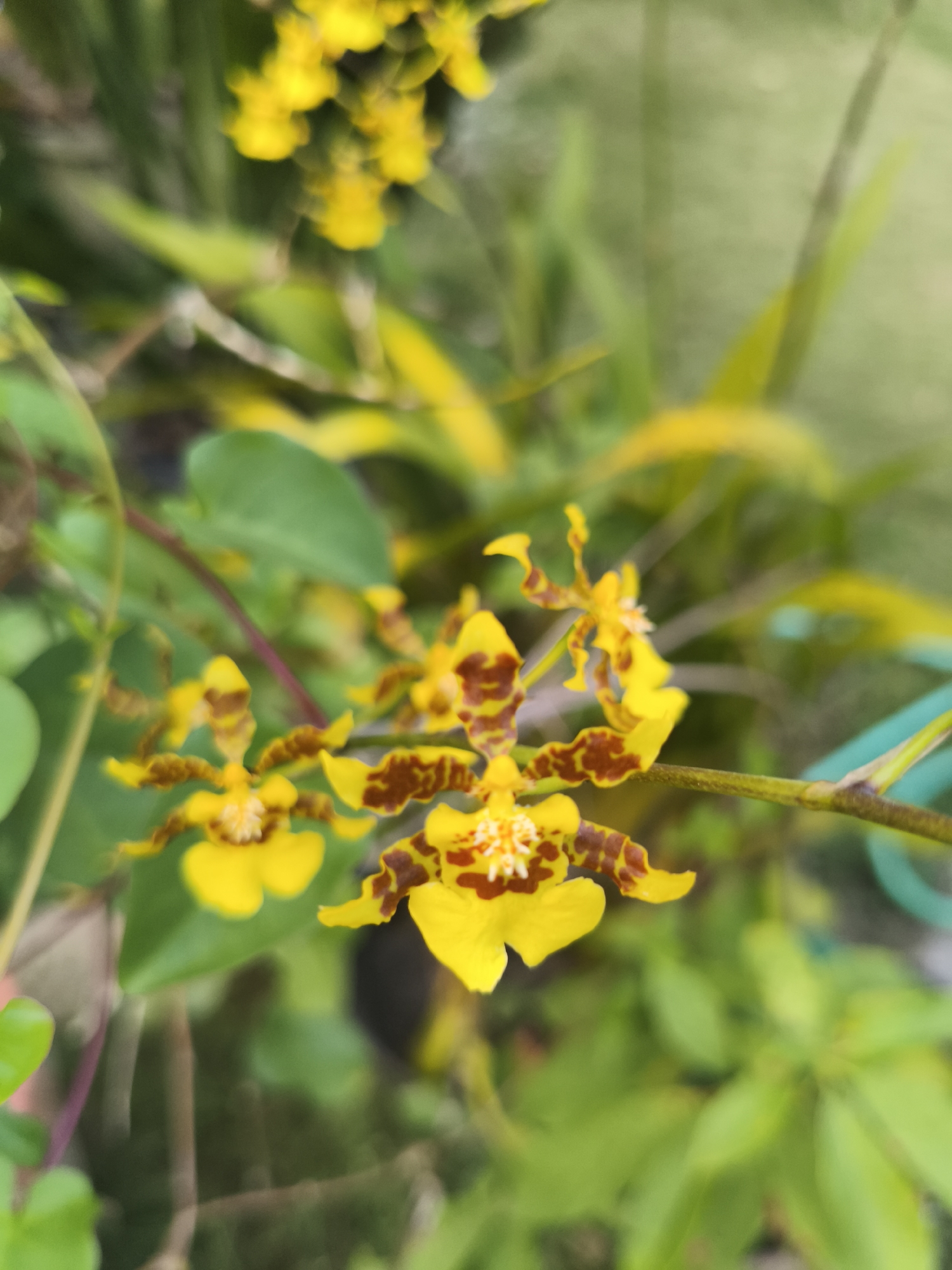 A close-up, eye-level, vertical shot captures a spray of yellow orchids with brown markings. The flowers are in focus in the foreground, with blurred green foliage and a hint of grassy ground in the background. The orchid blooms are delicate and star-shaped, with intricate patterns of dark brown splotches on their yellow petals. The scene is illuminated by natural light, casting soft shadows. The image was taken in Kembaran, Indonesia, suggesting an outdoor setting, possibly a garden or natural landscape, with tropical vegetation.