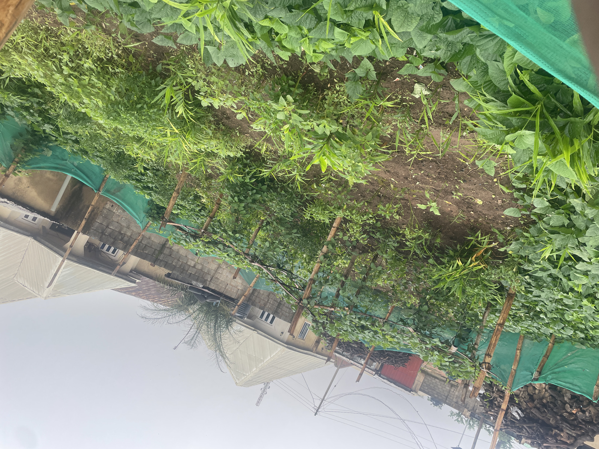 The image depicts a garden plot in Kurunduma, Nigeria, with a variety of green plants growing. The garden is enclosed by wooden stakes and green netting. In the background, there are residential buildings with corrugated metal roofs and concrete block walls. A pile of cut wood is visible to the left of the garden, and power lines stretch across the sky. The ground is covered in soil, with some areas showing evidence of cultivation. The plants include leafy green vegetables, some taller stalks that may be ginger or turmeric, and vines supported by the netting. The overall scene suggests a rural or semi-urban agricultural setting within the city. There are no people or animals visible in the image. The sky is overcast, indicating a cloudy day.