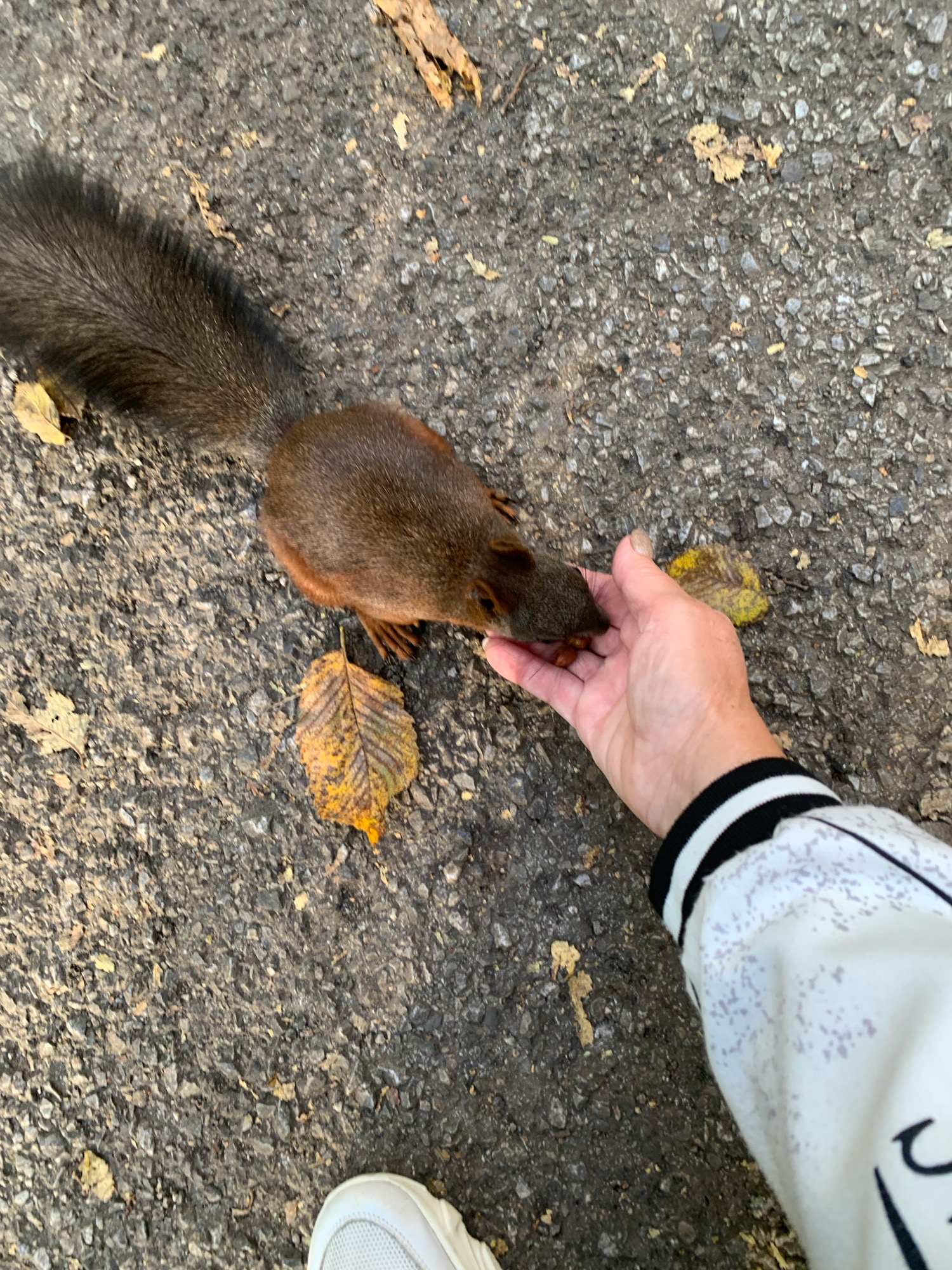 In Prokopyevsk, Russia, a close-up, top-down view captures a squirrel being fed by a person's hand. The squirrel, a reddish-brown rodent with a bushy tail, is perched on a paved surface, likely asphalt, and is actively taking food from the outstretched fingers. The ground is speckled with small stones and scattered autumn leaves, some yellow and brown, indicating a fall season. A portion of the person's arm, clad in a white jacket with black and white striped cuffs, is visible on the right side of the frame. In the lower left corner, the toe of a white sneaker is also visible. The lighting suggests an outdoor setting, possibly a park or a street with minimal vegetation. The interaction between the human and the animal is the central focus of the image.