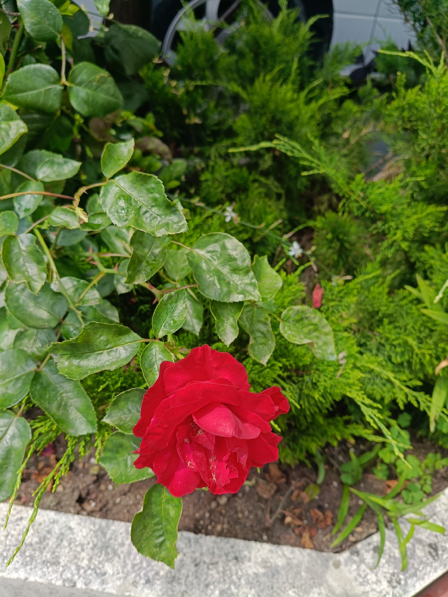 A close-up shot captures a vibrant red rose in bloom, its petals slightly unfurled and showing delicate texture. The rose is positioned in the lower left quadrant of the frame, with its stem and green leaves extending upwards and to the left. Behind the rose, a dense, evergreen shrub with fine needles forms a lush backdrop. The ground beneath the plants appears to be a mix of soil and some scattered dry leaves, with a section of a light-colored, textured border visible in the foreground. Small white flowers are subtly scattered among the green foliage, adding a touch of delicacy to the scene. The lighting suggests it is daytime, possibly with some overcast conditions given the soft shadows. The overall setting is a garden or natural outdoor environment.