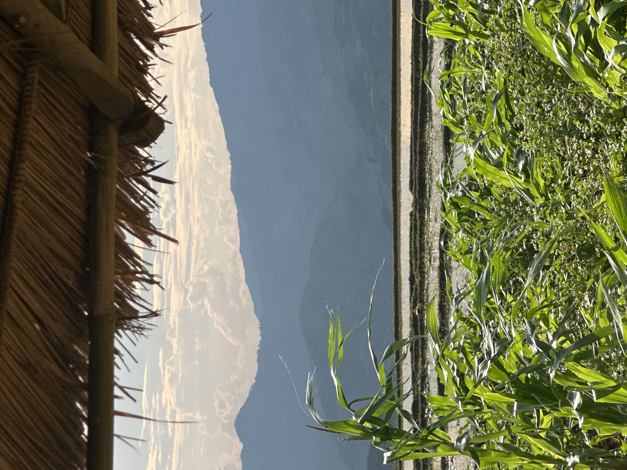 The image displays a serene rural landscape, characteristic of mountainous regions like Lao Chai, Vietnam. The scene is captured under bright daylight, suggesting morning or afternoon, with clear skies and soft, scattered clouds.
In the left foreground, the thatched roof and bamboo supports of a traditional structure, possibly a hut or shelter, are partially visible. This rustic architecture, made of dried straw or reeds, frames the upper left portion of the image.
The right foreground is dominated by a vibrant field of tall, green crops, which could be corn or a similar grain. The plants are lush and healthy, with sunlight illuminating their broad leaves and creating subtle highlights. Interspersed among these taller crops are smaller plants with delicate white flowers, adding texture to the field.
A distinct, narrow horizontal line, possibly a path or the edge of a terraced field, separates the dense crops from the background scenery. Beyond this line, a panorama of rolling mountains stretches across the midground and background. These mountains appear hazy and distant, rendered in soft blue and grey tones, dissolving into the sky.
The sky above the mountains is a pale blue, with wispy white clouds suggesting fair weather. The overall impression is one of tranquil agricultural life nestled within a majestic natural setting. No people or visible text are present.