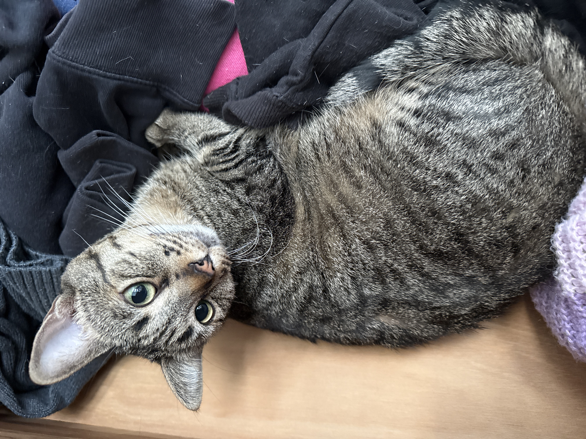A gray tabby cat is lying on its side in a pile of clothing. The cat is facing the camera with wide eyes. The clothing appears to be a mix of black, pink, blue and purple colored items. The cat and clothing rest on a wooden surface. There is no information to support the location in Puebla, Mexico.