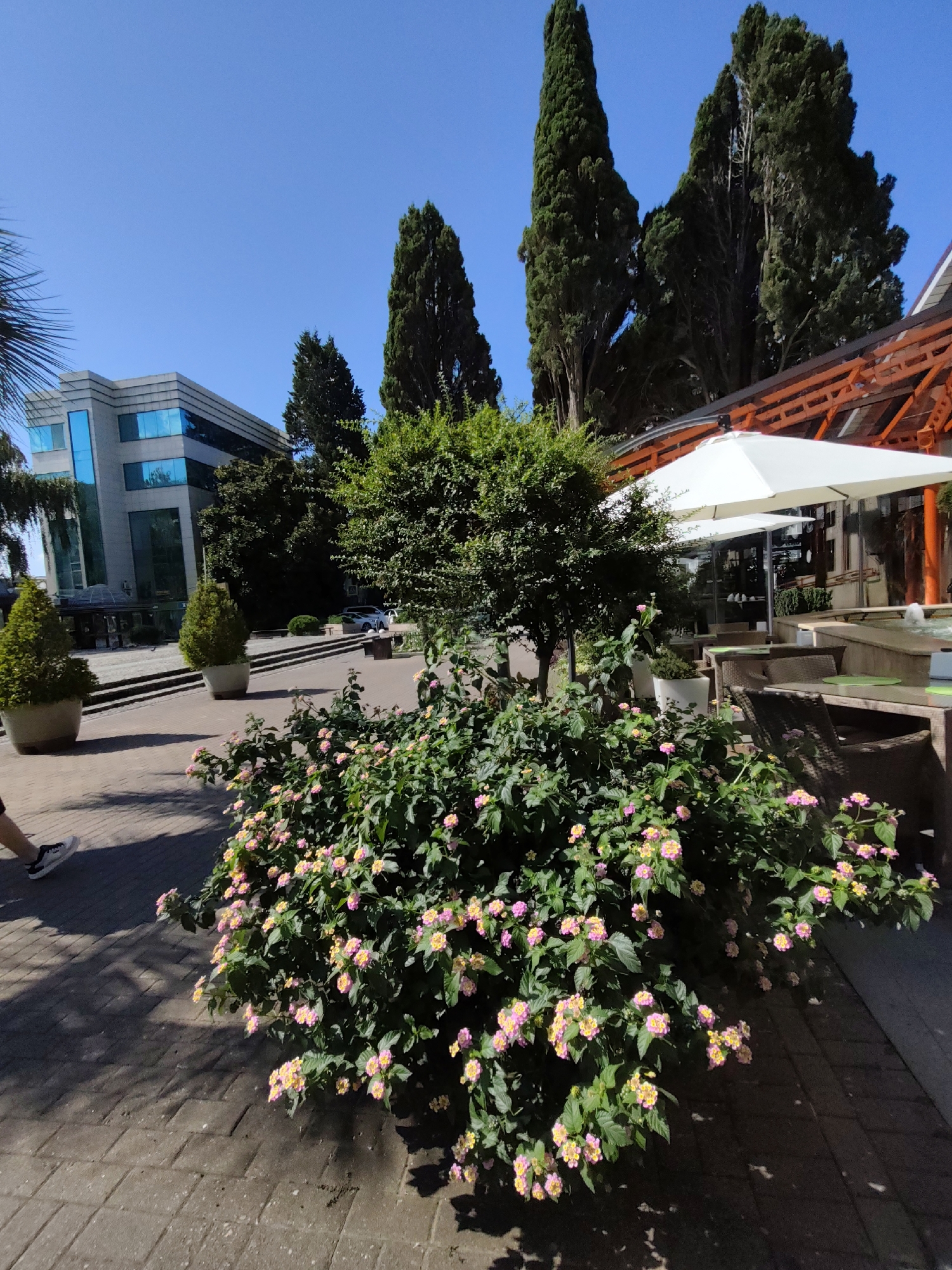 The image captures an outdoor scene in Sochi, Russia, on a clear, sunny day. In the foreground, a lush bush with clusters of pink and yellow flowers is prominently featured, casting shadows on the brick-paved walkway. To the left, a person's legs and lower torso are visible as they walk along the path, wearing white sneakers with black accents.
In the midground, a modern, multi-story building with large, reflective blue windows stands behind a neatly manicured green tree in a pot. Further to the left, another similar tree in a pot is visible. Beyond the building, several tall, dark green cypress trees reach towards the clear blue sky.
To the right of the foreground bush, an outdoor seating area is set up under a wooden-covered patio with orange beams. White umbrella-like canopies extend over tables and chairs, suggesting a cafe or restaurant. The overall environment appears to be a well-maintained urban or resort area.