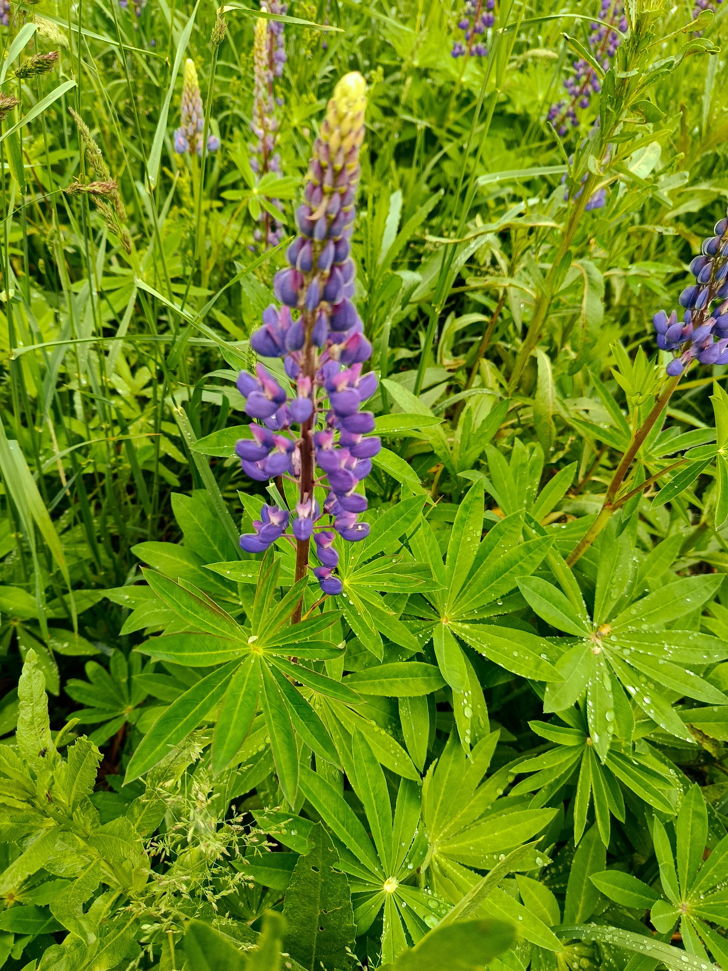 This image presents a natural outdoor scene in Большая Уса, Russia. The primary subject is a prominent lupine plant, featuring a central flower spike with purple florets transitioning to yellow at its top. Below the flower spike, the plant's distinctive palmate leaves are clearly visible, and numerous small water droplets are adhered to their surfaces. The background consists of a dense, uncultivated expanse of various green plants and grasses, with additional out-of-focus lupine flower spikes discernible throughout the verdant foliage. No individuals, animals, or artificial objects are present within the frame. The presence of water droplets indicates recent precipitation or heavy dew on the vegetation.