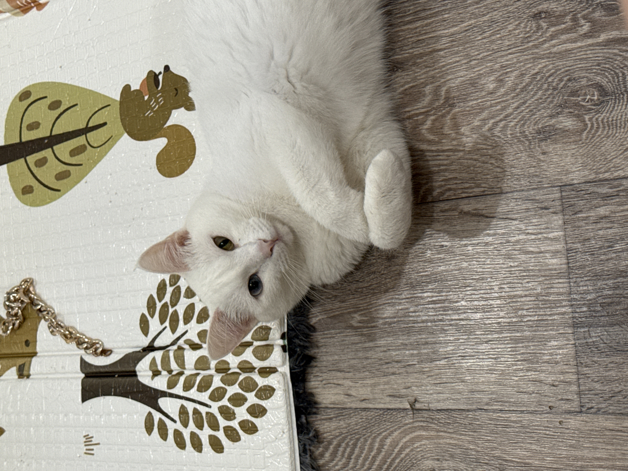 An overhead shot captures a white cat lying on its back, partially on a mat and partially on a wooden floor, looking towards the camera. The cat has thick, fluffy white fur and distinctive heterochromia, with one eye appearing golden or amber and the other a clear blue. Its front paws are gently curled and resting on its chest.
The mat, positioned to the left of the cat and extending underneath its head and body, features a light background adorned with stylized illustrations of trees and a squirrel in shades of brown and olive green. A golden chain is also visible on the mat in the top-left corner. To the right of the mat, the floor consists of planks of greyish-brown wood with a visible grain pattern. The scene is illuminated by soft, even lighting, suggesting an indoor setting. No text is visible in the image.