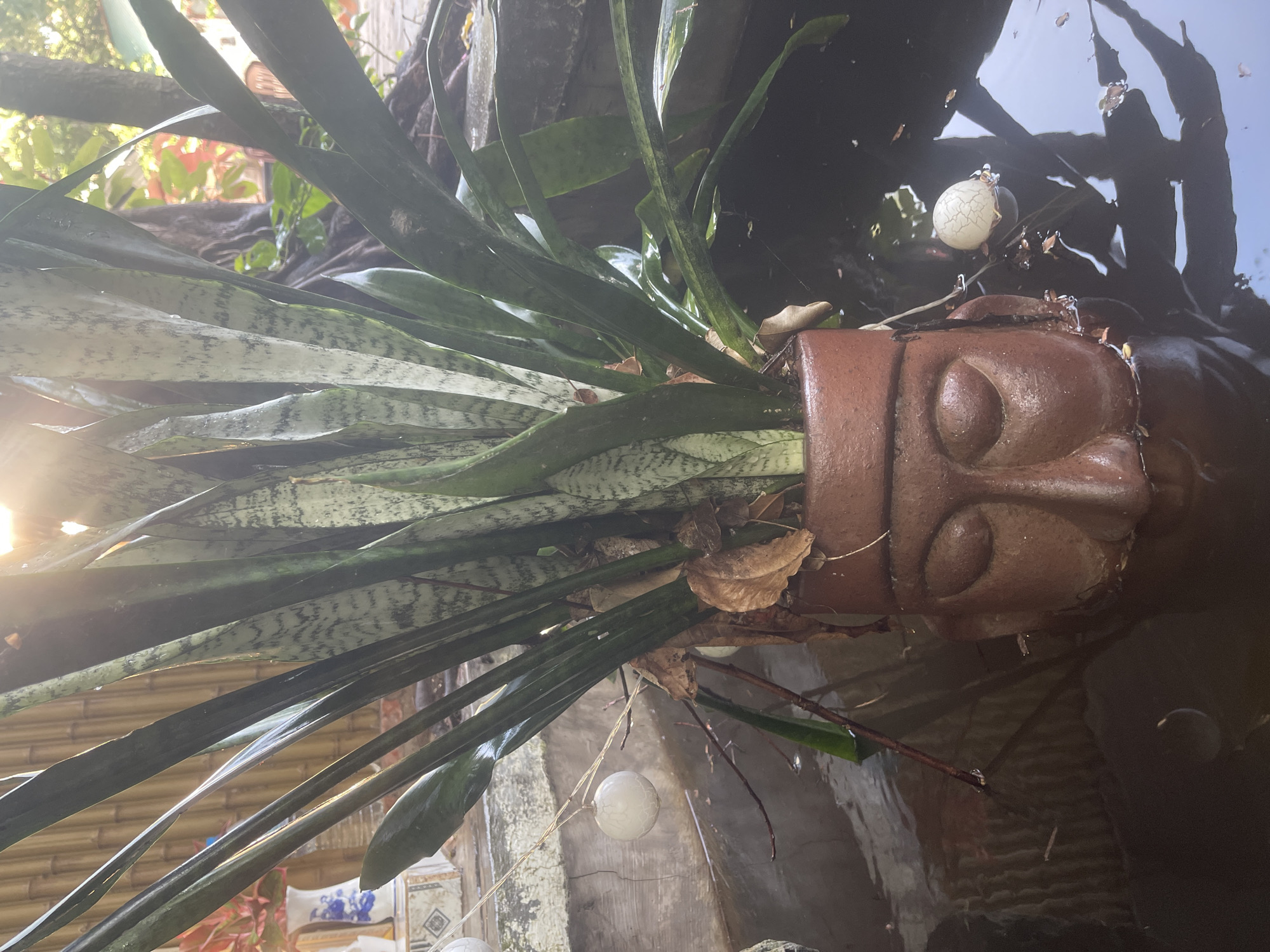 The image shows a terracotta pot in the shape of a human face submerged in dark water. A snake plant is growing out of the pot. The pot is positioned outdoors, with sunlight filtering through the leaves of the plant. In the background, there is a bamboo fence, a tree, and some foliage. A small, white, textured sphere is floating on the water near the pot. The scene appears to be part of an outdoor garden or pond area. The location is identified as Phan Thiet Ward, Vietnam.