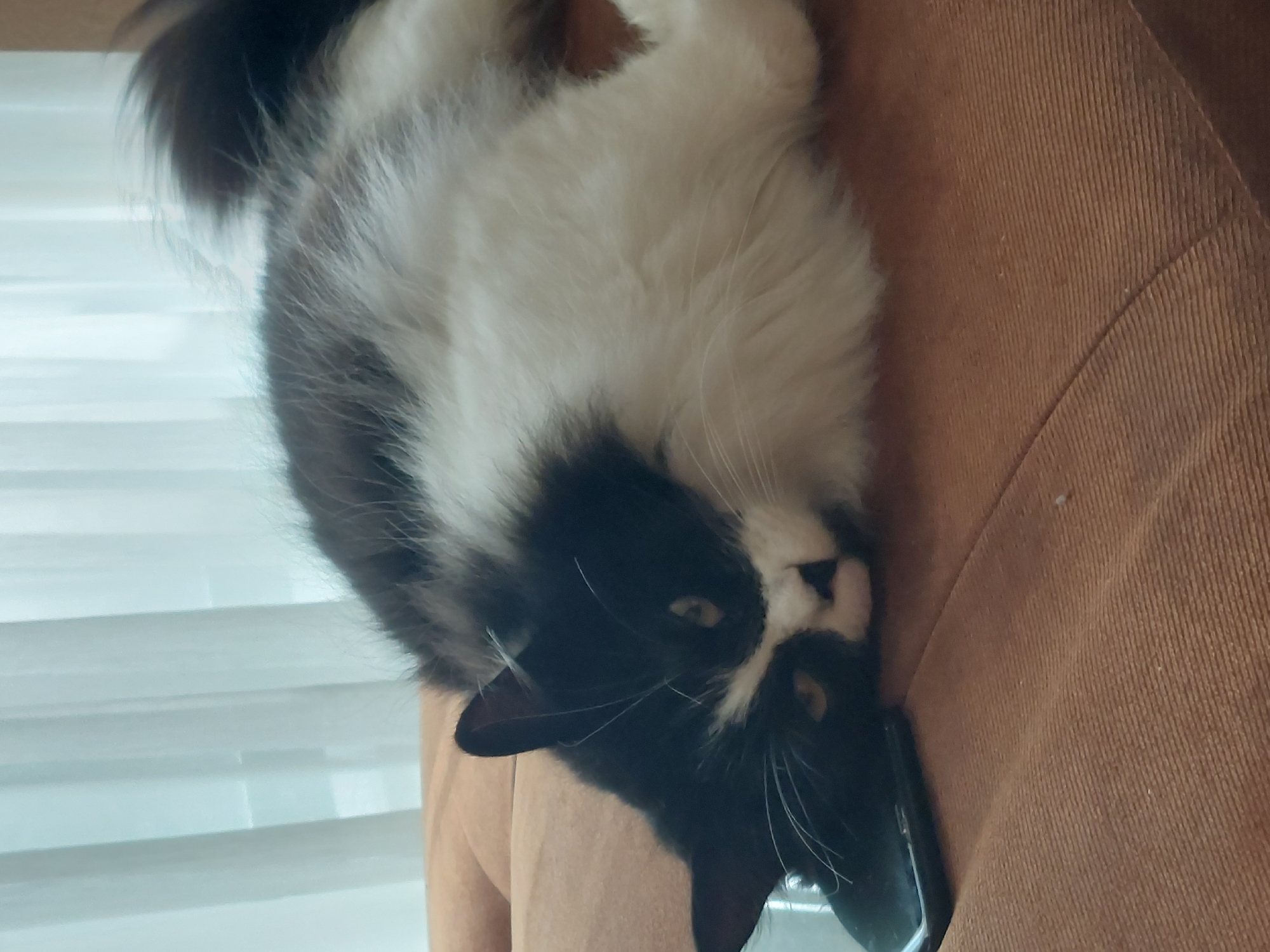 A black and white cat with long fur is lying on a brown corduroy surface, possibly a couch. The cat's head is at the bottom right of the frame. Its eyes are partially visible. The background appears to be a window with blinds. The scene is indoors. There is no evidence to connect the image to Plovdiv, Bulgaria.