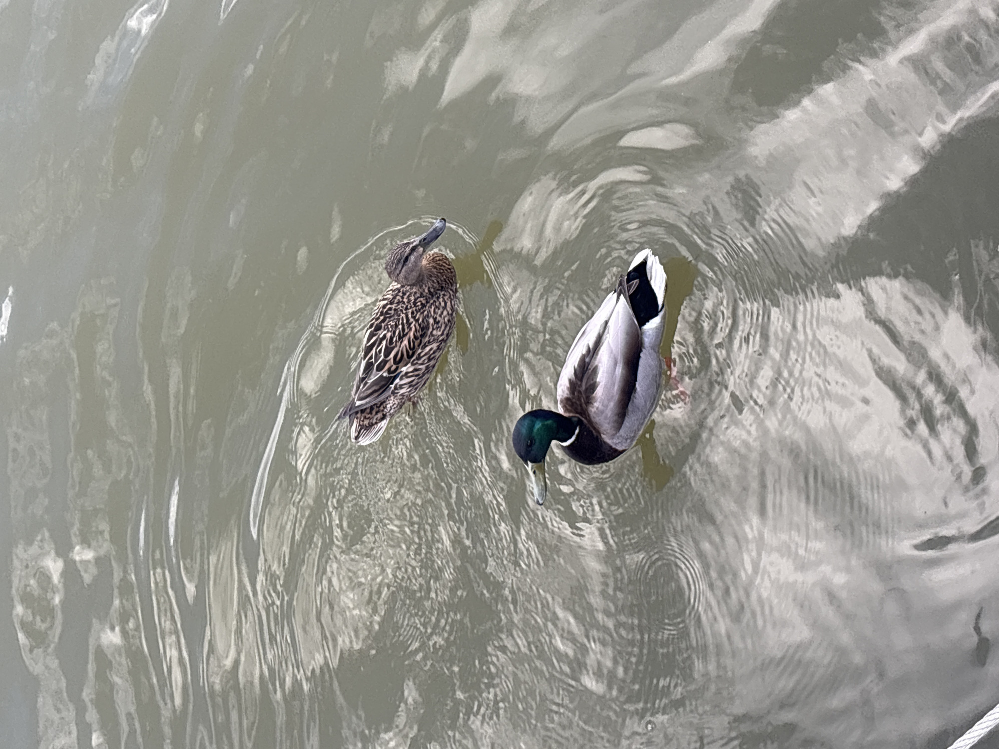 The image shows two ducks swimming in the water. One duck is a female mallard with brown and speckled plumage. The other is a male mallard with a green head, white neck ring, and gray body. They are both on a body of water that has ripples in it. Based on the location, they may be in Kazan, Russia.