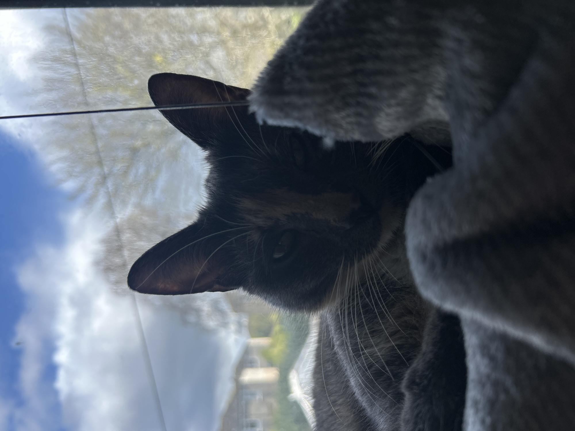 A cat is sitting near a window. The location is Glasgow, United Kingdom, as houses and cloudy skies are visible through the window. A gray, soft object, possibly a blanket, is next to the cat.