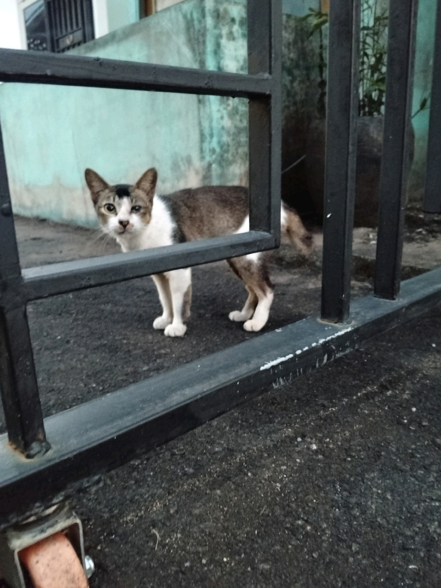 A medium-shot, eye-level, full-body photograph captures a tabby and white cat standing behind a black metal gate. The cat is facing the camera, its body angled slightly to the left. Its fur is primarily brown and white, with distinct tabby markings on its back and tail. The cat has green eyes and a patch of black fur above its left eye. Its ears are perked up, and its tail is held out behind it.
The cat is standing on an asphalt surface. The black metal gate consists of horizontal bars and vertical posts. In the background, a light blue, weathered wall is visible, with some green foliage peeking out from behind the gate. To the left of the cat, a sliver of a building with a window is discernable. The overall environment suggests an outdoor setting, possibly a residential area or alleyway in Pontianak, Indonesia. The lighting is subdued, indicating it may be early morning or late afternoon. A single orange wheel is visible at the bottom left of the frame, attached to the gate.