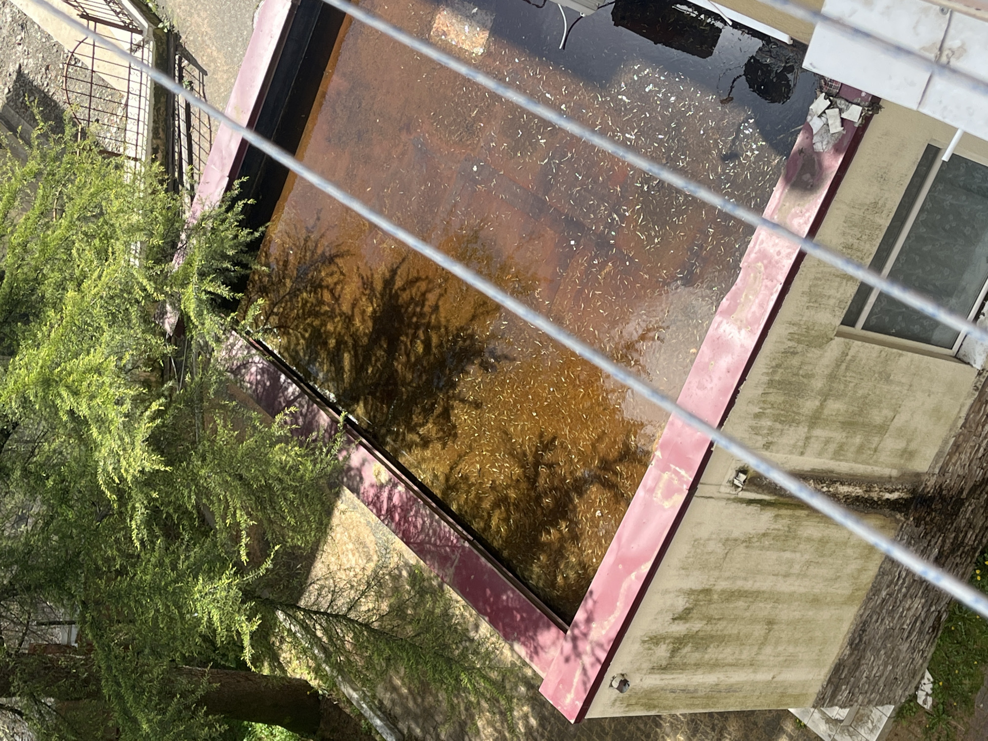 The image shows an above-eye-level view of a rectangular water feature or pond, possibly a container, that appears to be filled with murky, brownish water. The pond is situated on a concrete surface, and it is bordered by a reddish-brown frame. Debris or small objects float on the water's surface. A tree with abundant green foliage is positioned adjacent to one side of the pond, partially obscuring it. The shadows of the tree's branches are cast onto the water's surface. In the background, there are elements suggesting an urban environment, including a building with a window and a fenced area. A clothesline or wire runs diagonally across the frame, partly obstructing the view. The overall scene has a weathered, slightly unkempt appearance.