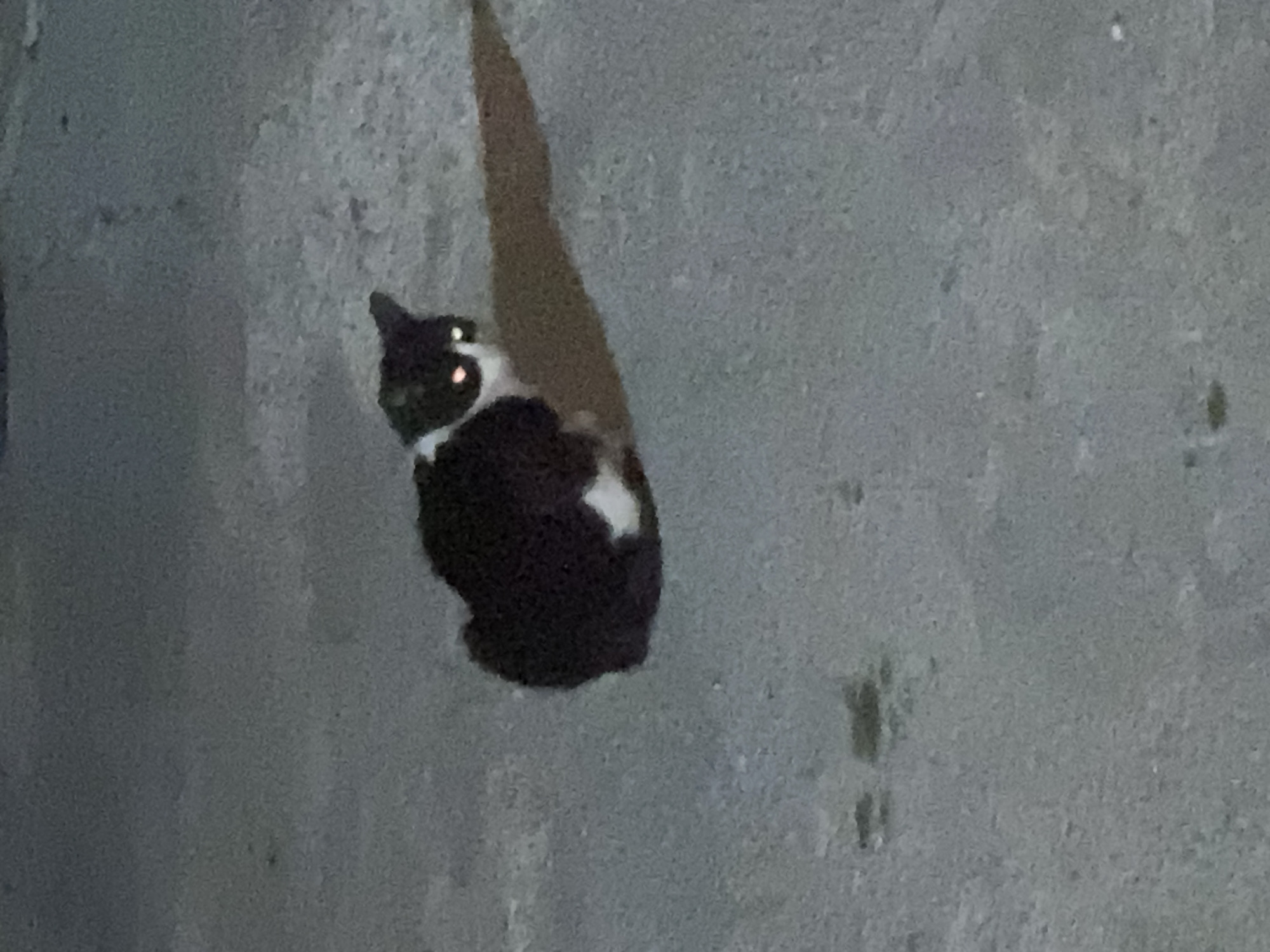 A black and white cat sits on a concrete surface in an outdoor setting. The cat has glowing eyes due to a flash or reflection of light. The background is blurred, but appears to be a wall or ground in an urban area. The location cannot be verified as Budva, Montenegro, without additional context.