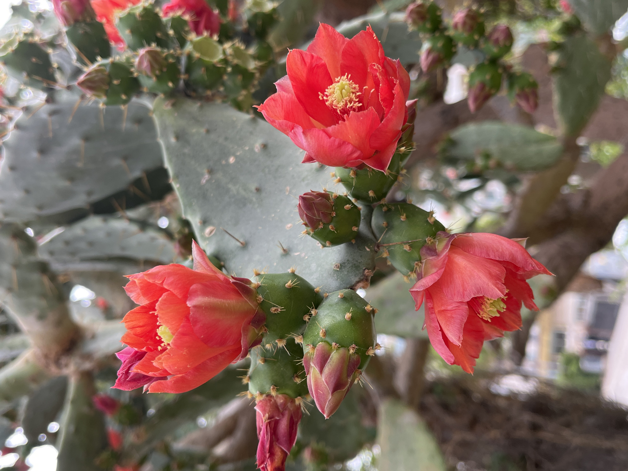 The image depicts a prickly pear cactus with several vibrant red-orange flowers in full bloom. The cactus pads are a pale grey-green color and are covered in small spines. Several unopened buds are also visible. The background is blurred, suggesting an outdoor setting. Based on the metadata provided (not visible to me), this photograph was taken in Alanya, Turkey.