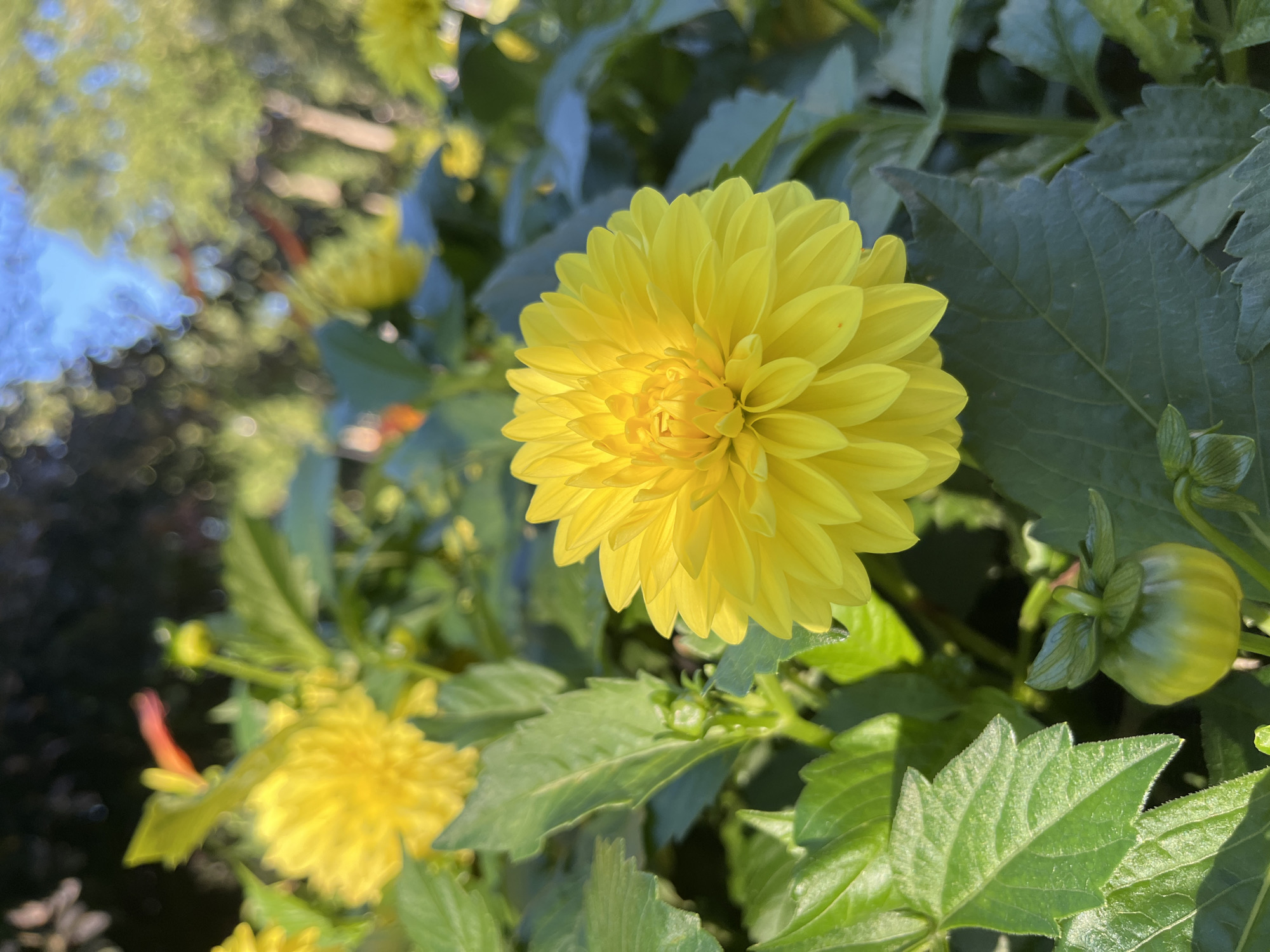 A close-up shot focuses on a vibrant yellow dahlia flower in full bloom. The flower's petals are tightly packed and form a spherical shape, with the center showcasing a more intricate arrangement. The dahlia is surrounded by lush green foliage, with some leaves in the foreground showing clear vein patterns and serrated edges. In the background, other yellow dahlias are visible, some appearing slightly out of focus. The scene is bathed in natural sunlight, casting soft shadows and highlighting the textures of the petals and leaves. The overall environment suggests an outdoor garden setting. No people are present in the image. The location of Kohtla-Järve linn, Estonia is not discernible from the visual information provided in the image.