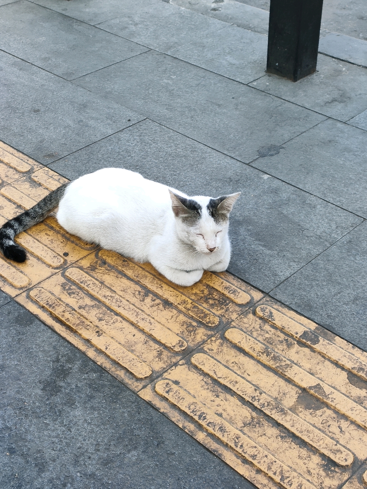 A white cat with black markings on its ears and tail is lying on a yellow tactile paving brick pattern on a city sidewalk in Banjarmasin, Indonesia. The cat's eyes are closed, and it appears to be resting. The sidewalk is made of gray concrete tiles. A black metal post is visible in the upper right corner of the image, suggesting a streetlamp or signpost. The overall scene depicts a common urban street view in Banjarmasin.