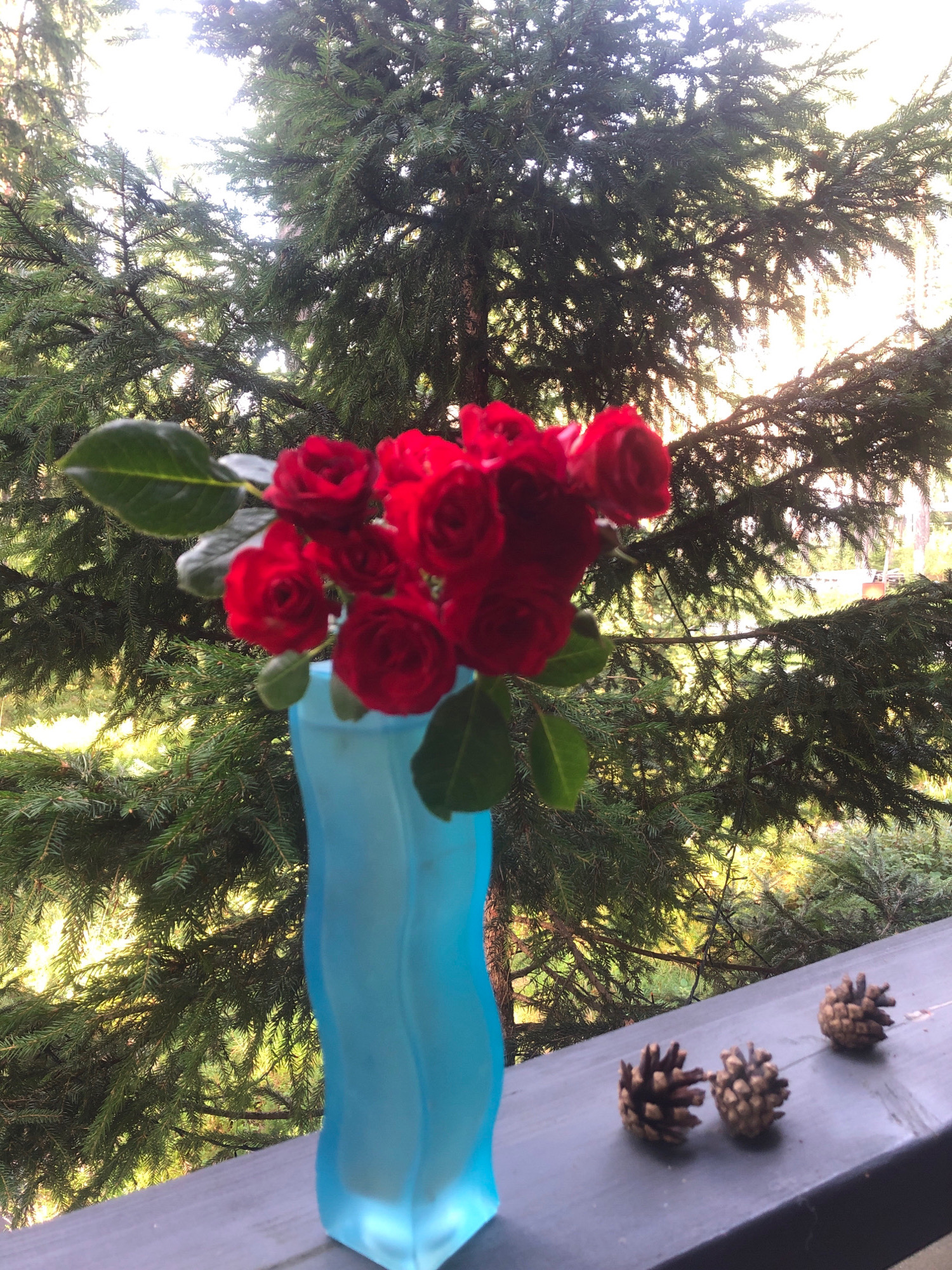 A close-up, eye-level shot captures a bouquet of red roses in a blue vase, set against a backdrop of lush green pine trees. The vase is made of frosted glass and has a wavy, organic shape. Three pinecones are arranged on a dark gray, wooden surface in the foreground. The lighting suggests it is daytime, with the sun illuminating the pine needles and creating a bright, airy atmosphere. The image does not contain any people or specific landmarks that would indicate a location in Arfa, Russia.