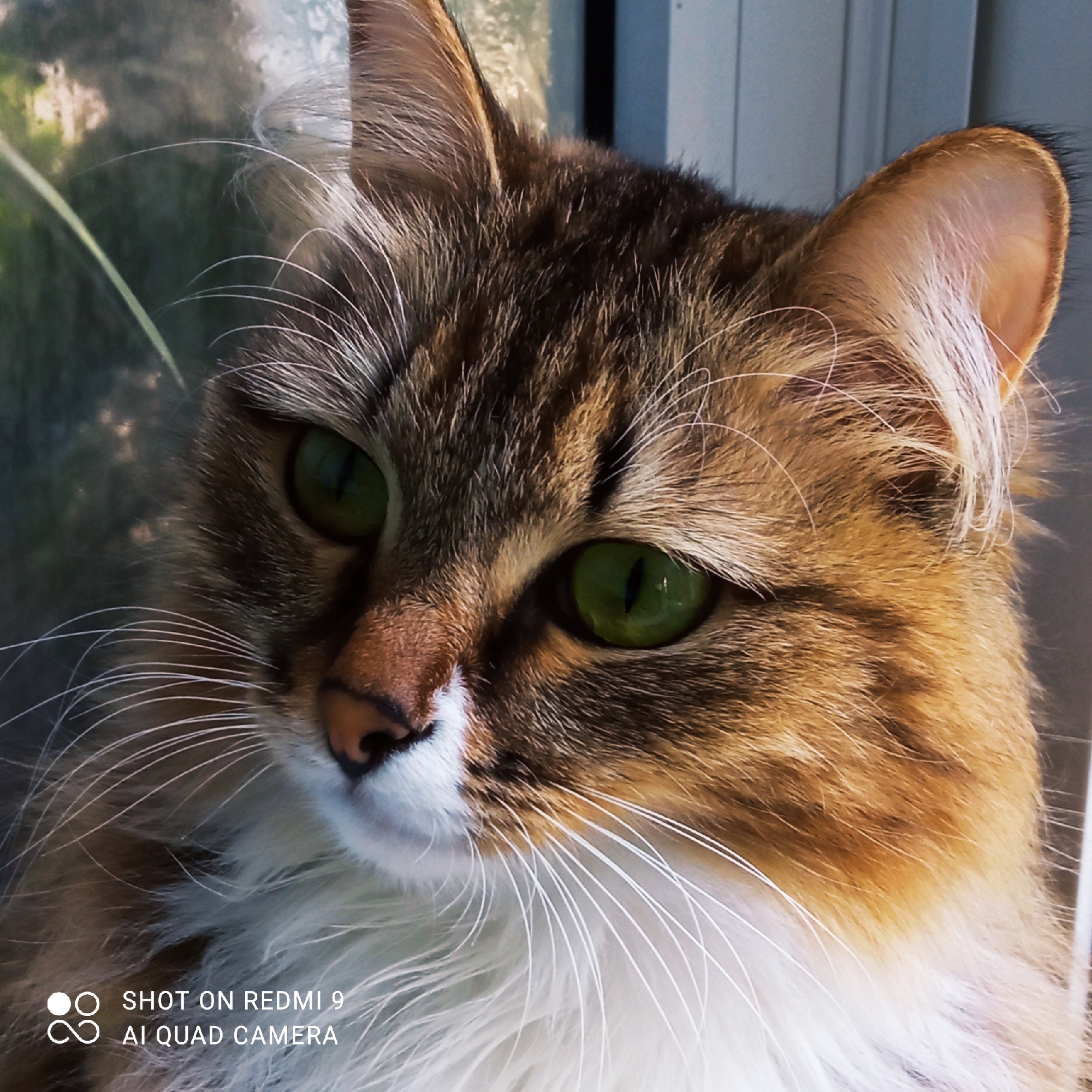 This is a close-up, eye-level shot of a tabby cat's face. The cat is looking slightly to its left, with its bright green eyes prominently featured. Its fur is a mix of brown, black, and orange tabby markings, with a white patch on its chin and chest. Long white whiskers fan out from its muzzle. The background is blurred, showing hints of green foliage and a grey, vertical structure, possibly a window frame or wall, suggesting the cat is indoors near a window. The lighting appears natural, possibly from daylight. The overall mood is calm and serene, with the cat appearing alert but relaxed.
In the bottom left corner of the image, there is visible text that reads "SHOT ON REDMI 9" and below it, "AI QUAD CAMERA". This indicates the image was taken with a Redmi 9 smartphone. The location context provided is Chaikovsky, Russia.