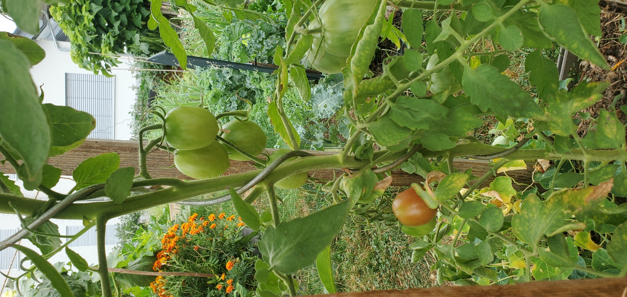 The image shows a tomato plant in a garden setting. The plant has several green tomatoes and one partially ripe tomato that is reddish-brown. The plant is supported by a wooden stake and a metal wire. In the background, there are orange marigolds, green leafy vegetables, and a building with windows. The image was taken outdoors in daylight. The location is Achern, Germany.