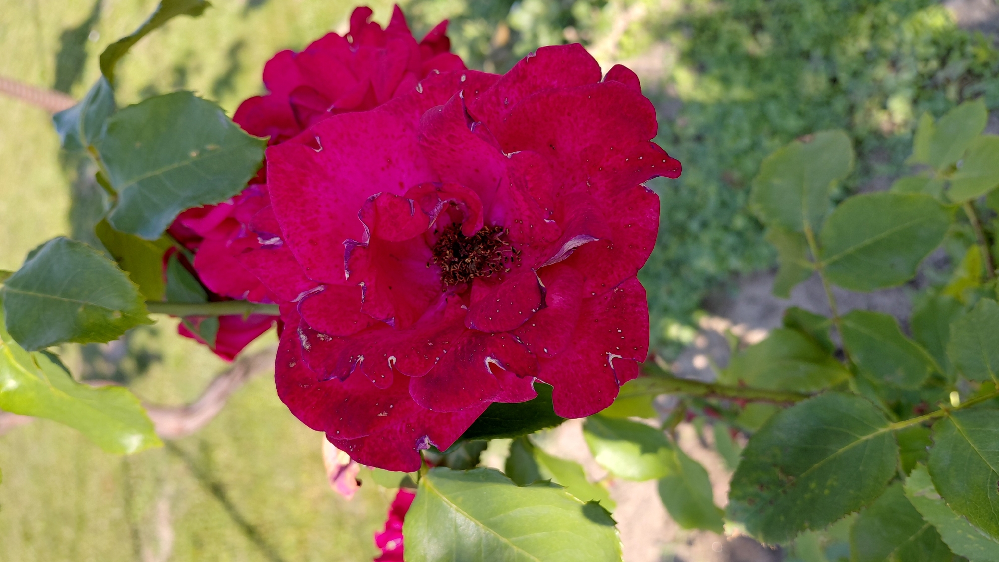 A close-up, eye-level shot captures a vibrant crimson rose in full bloom, its petals slightly ruffled and adorned with small white specks. The rose's center reveals a cluster of dark, dried stamens. Lush green leaves, some showing signs of minor discoloration or damage, surround the flower. The background is a soft blur of green grass and a light brown pathway, suggesting an outdoor setting. The image's perspective and the presence of a rose bush indicate it was taken in a garden or park, possibly in Uzhhorod, Ukraine, where such flora is common in urban green spaces. There are no people or animals visible in the frame. The lighting suggests it is daytime with natural sunlight.