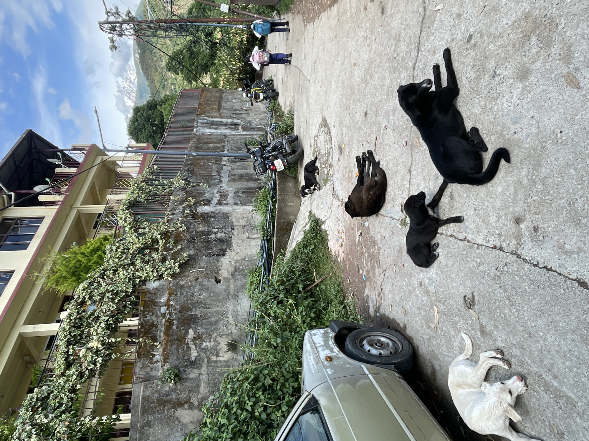 The image depicts a street scene in Dharamshala, India. A concrete road leads uphill, with a multi-story building on the left and a retaining wall and vegetation on the right. Parked motorcycles line the side of the road. Several dogs are lounging on the pavement: a large black dog lying on its back, a smaller black dog sprawled out, and a white dog lying near a car. In the background, two people with backpacks are walking uphill. The sky is partly cloudy with a view of mountains in the distance. A car is partially visible in the foreground on the right side of the frame. Electrical wires are overhead.