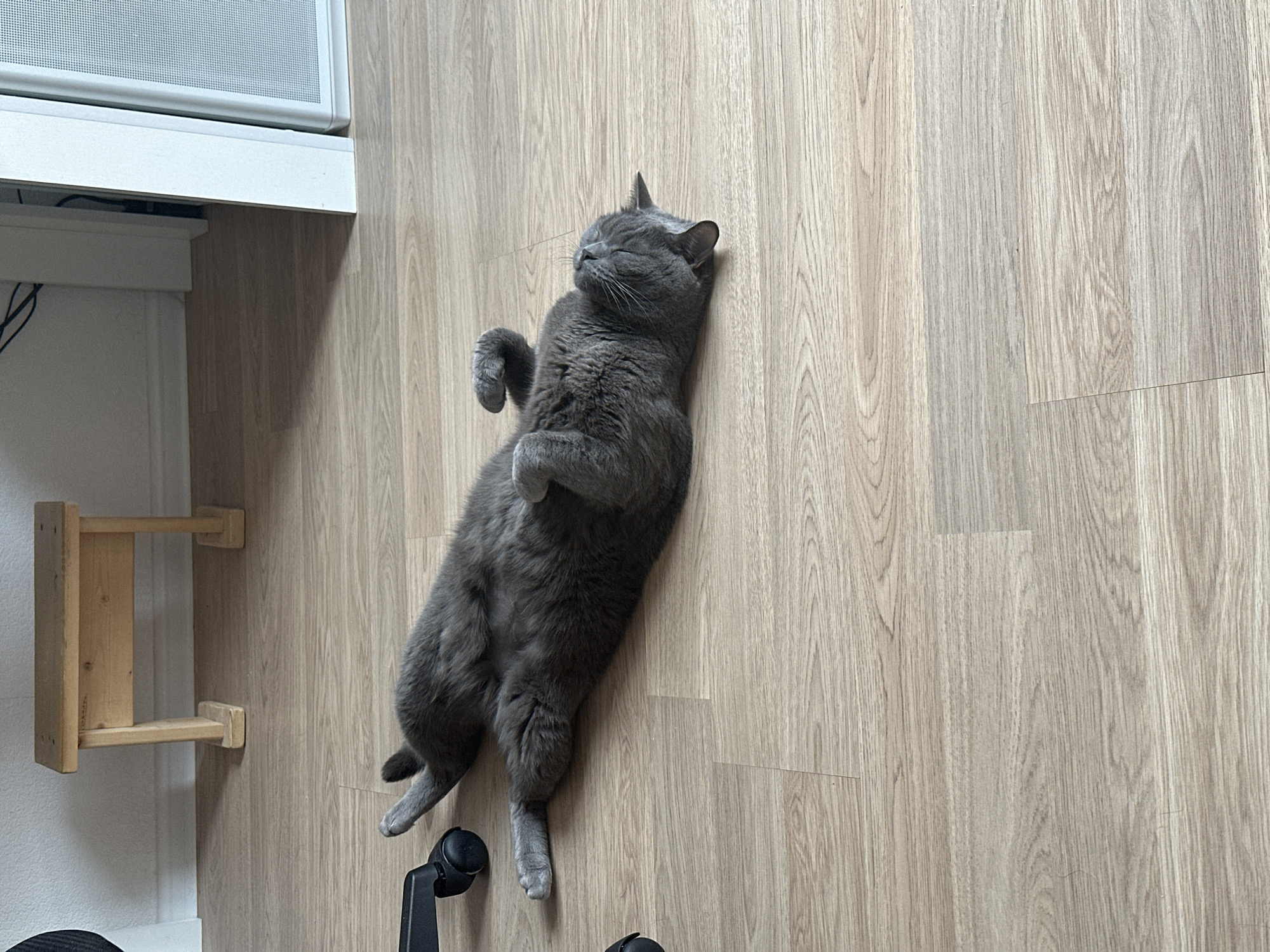 The scene is an interior view from the city of Drozhzhino, Russia. A single gray, short-haired domestic cat lies on its back, centered on a light-colored wooden floor. Its stomach is exposed, and all four paws are curled inward. The cat's head is tilted slightly upward and to the right, eyes appearing closed. To the far left, a black caster wheel, consistent with an office chair, is partially visible. In the upper background, against a plain white wall, a small, light-colored wooden stool or bench with four legs is present. To the right of the stool, a white vertical doorframe or architectural trim element is visible, adjacent to a tall, narrow white object with a perforated front surface, possibly a speaker. Dark cabling is faintly discernible behind the doorframe. The floor consists of light-toned wooden planks.