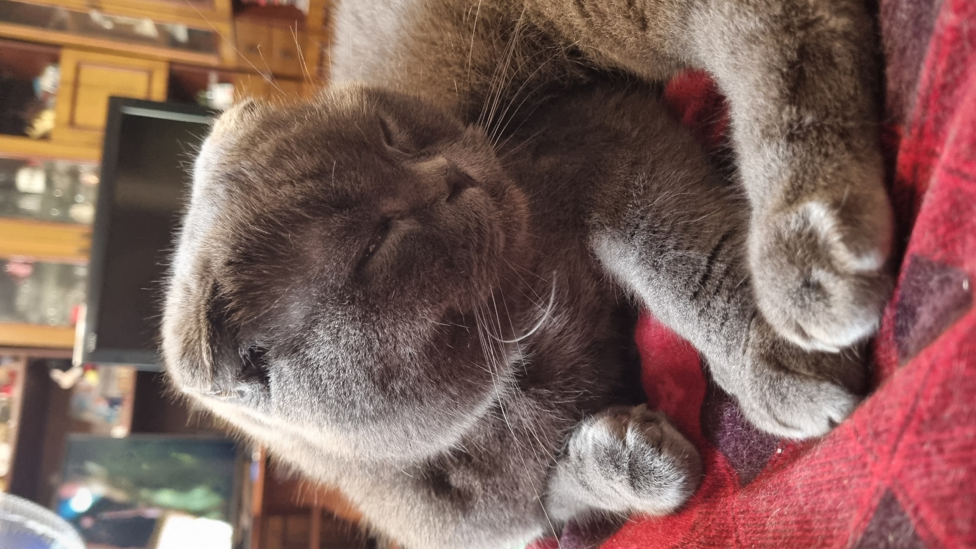 A grey Scottish Fold cat is sleeping soundly on a red plaid blanket. The cat's eyes are closed, and its ears are folded forward, a characteristic of the breed. Its paws are tucked underneath its body. The background of the image is out of focus, but appears to be a room with a television and bookshelves. There is no indication of this image being taken in Vysokoe, Russia.