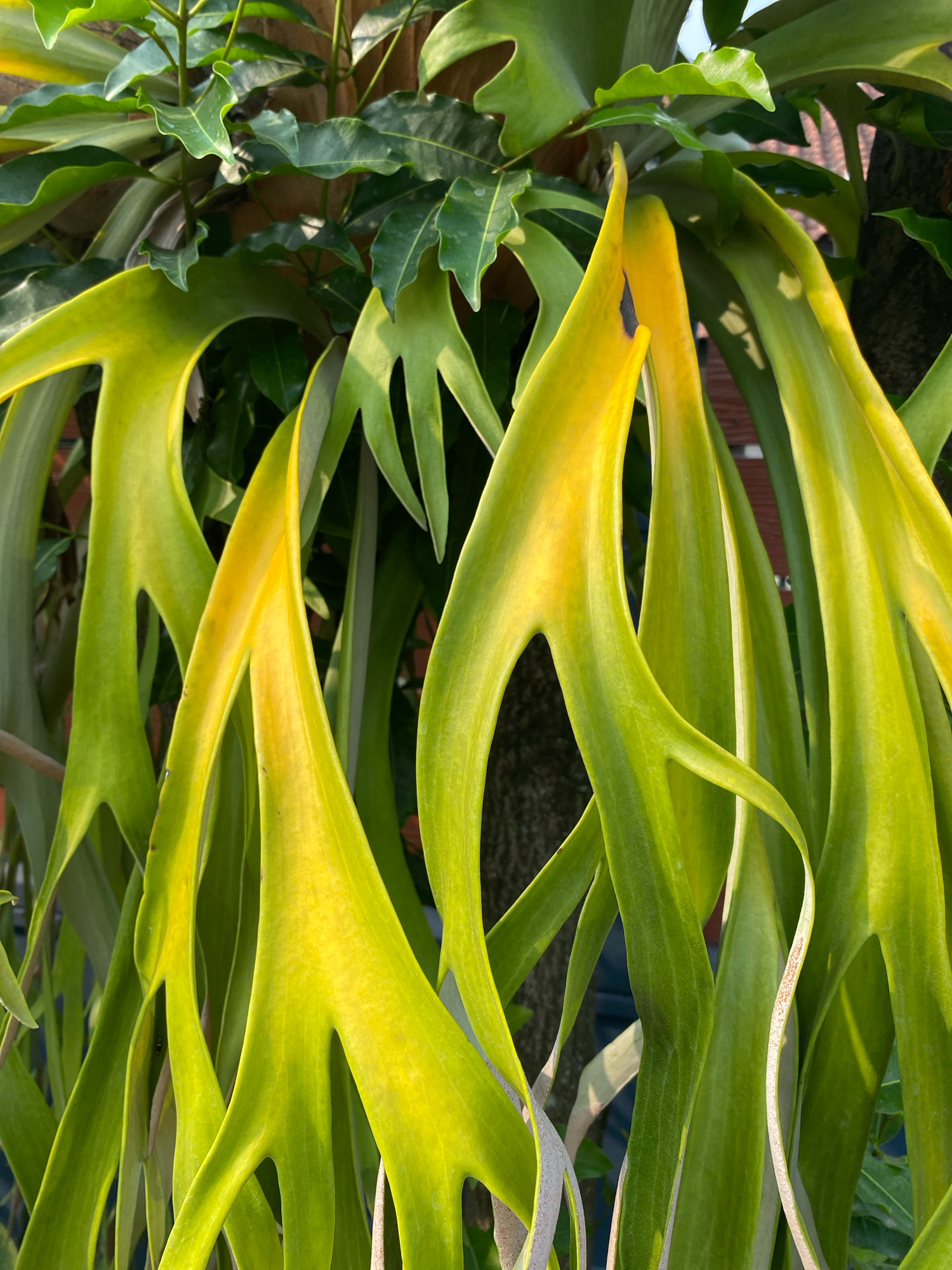 This is a close-up, eye-level shot of a Staghorn Fern (Platycerium) plant. The focus is on the plant's distinctive, broad, lobed fronds, which are a vibrant green with yellowing tips. The fronds are arranged in a cascading manner, with some appearing to be upright and others drooping downwards. The texture of the fronds is smooth and slightly waxy. In the background, out of focus, are other green leaves, a tree trunk, and glimpses of what appears to be a building with a reddish-brown roof, possibly indicating an outdoor setting in a garden or courtyard. The lighting suggests it is daytime, with sunlight casting shadows and highlighting the plant's coloration. The specific location in Bandung City, Indonesia, is not discernible from the image itself; it is a botanical detail rather than a landmark.