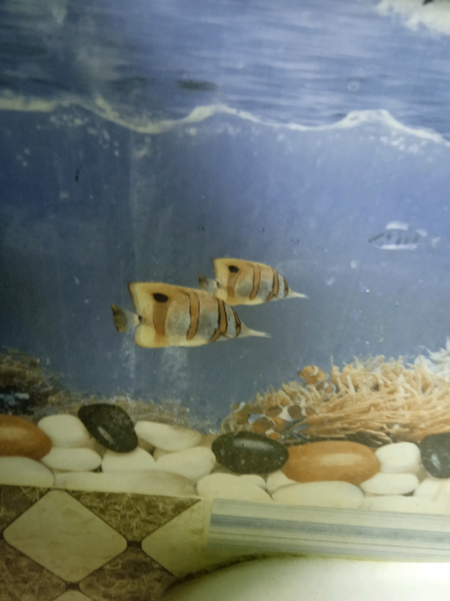 Two striped angelfish swim in a freshwater aquarium. The fish are a light brown with darker brown stripes. The aquarium has white and tan pebbles at the bottom, and a blurry brown coral-like object in the background. The water appears slightly cloudy.