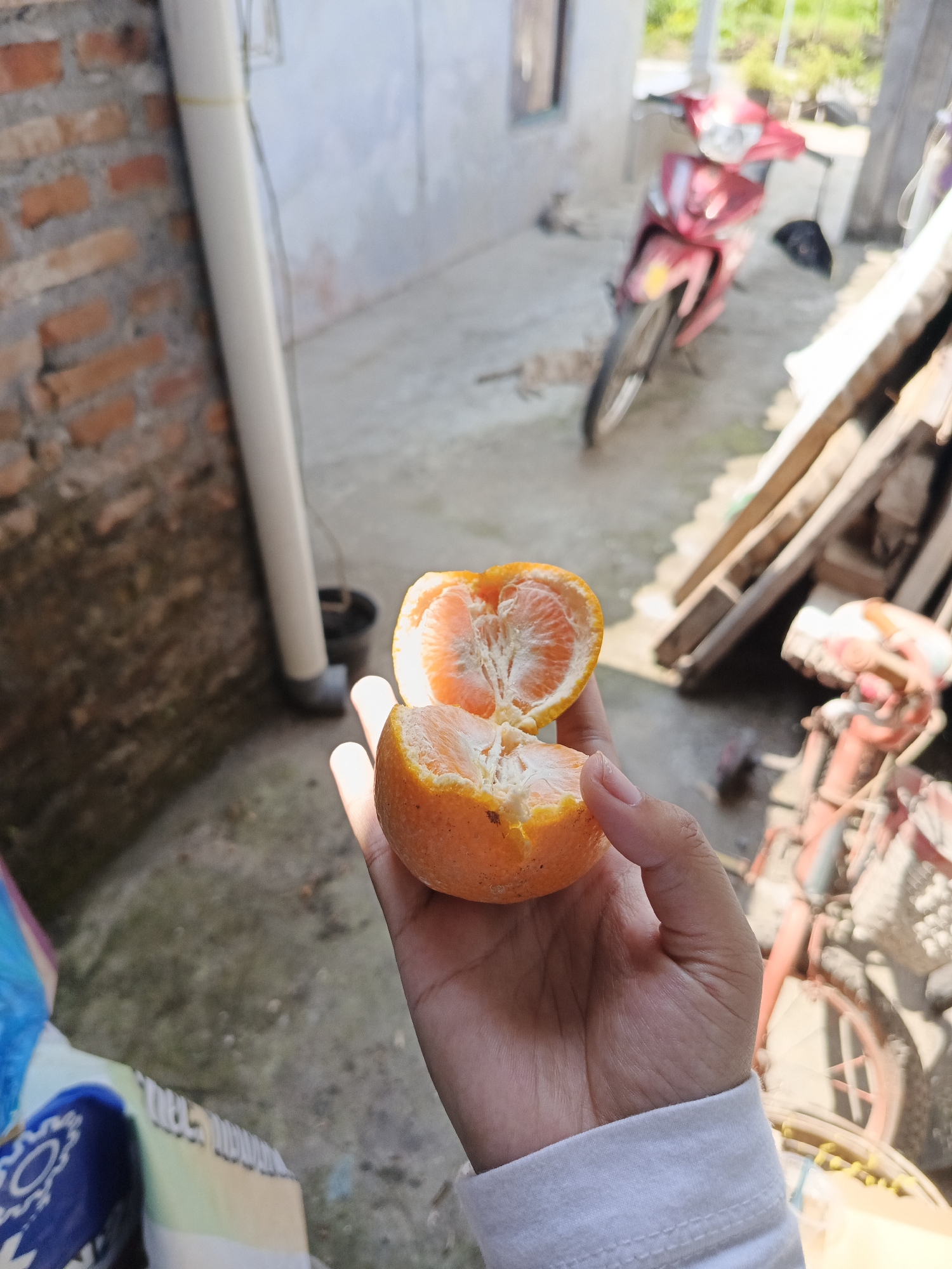 A person's hand, wearing a white long-sleeved shirt, holds a peeled orange that has been cut in half. The orange is bright orange, and the white pith is visible. The background is blurred but suggests an outdoor environment, possibly a yard or alleyway, with a red motorcycle and some wooden planks. In the distance, a brick wall and a white pipe are visible. The ground appears to be concrete or dirt. The overall lighting indicates daytime. The location is the city of Rowokangkung, Indonesia.