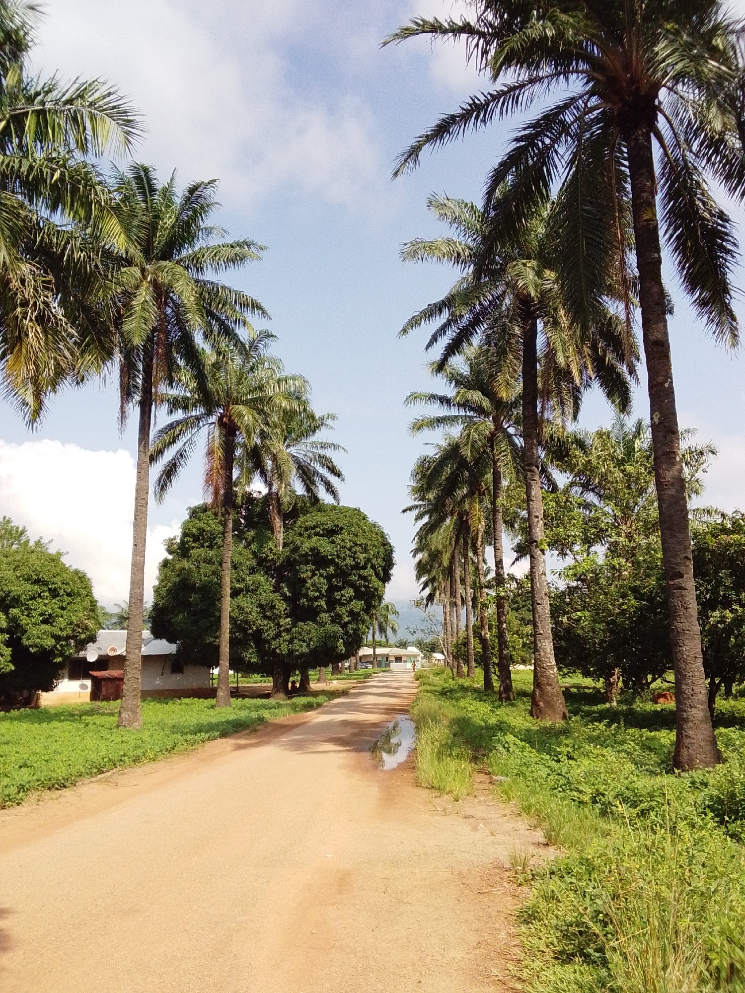 This is a vertical, eye-level, outdoor photograph taken on a dirt road in Serti, Nigeria. The road is lined on both sides with tall palm trees and lush green vegetation. In the foreground, the dirt road curves slightly to the right. To the left of the road, there is a small building with a white wall and a brown roof, surrounded by green foliage. Further down the road, more buildings are visible in the distance, as well as more trees and vegetation. The sky is blue with scattered white clouds. The overall impression is one of a rural, tropical environment.