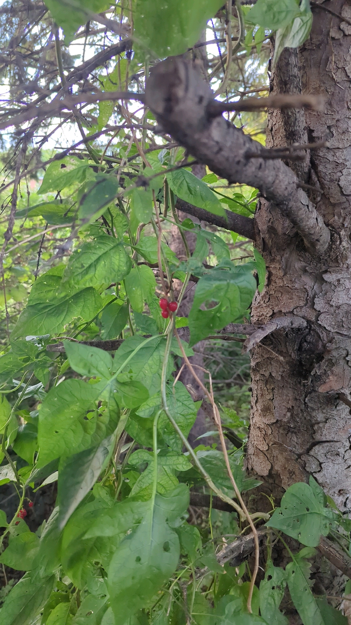 The image shows a close-up view of green foliage and a tree trunk in what appears to be a natural or park-like setting, possibly in Montreal, Canada. The focus is on the plants, with a cluster of small red berries visible on a vine among the leaves. The tree trunk, on the right side of the frame, has rough, textured bark. The background is blurred, showing more greenery and branches. There are no people or any discernible human activity in the image.
