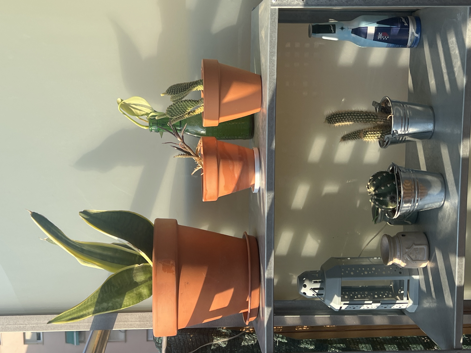 The image depicts a sunlit shelf on a balcony or outdoor space, likely in Mollet del Vallès, Spain, given the context. The shelf holds several potted plants, a decorative lantern, and a bottle.
On the top shelf, from left to right, is a large terracotta pot containing a Snake Plant (Sansevieria trifasciata) with variegated green and yellow leaves. To its right, a smaller terracotta pot holds a plant with thin, dried stems and a single emerging green leaf, situated in front of a green glass bottle also containing a small plant with a pale green leaf. Further to the right, another small terracotta pot contains two small prickly pear cacti (Opuntia species).
The bottom shelf features a grey metal lantern with a perforated design. Next to it is a small, light brown ceramic jar with a house-like emblem. To the right of the jar, a small, round cactus is planted in a silver metal pot. Another silver metal pot holds two tall, thin cacti. On the far right, a light blue bottle with a label depicting a sailboat is placed upright.
The overall lighting suggests a bright, sunny day, with strong shadows cast by the objects on the shelf onto the wall behind and the shelf below. The background wall is a neutral, light color, and the balcony railing is visible on the left. The environment appears to be residential, with architectural elements of a building visible in the upper left corner. There are no people or animals present in the image.