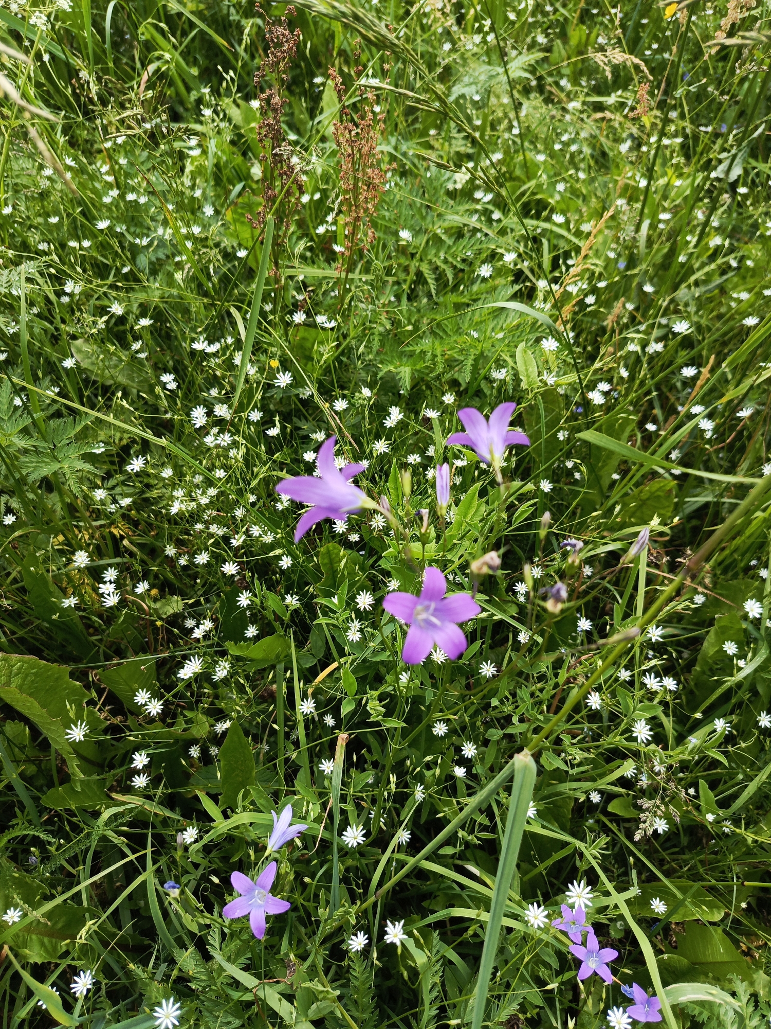 This is a close-up, eye-level, vertical, natural light, outdoor photograph of a meadow in Chumna, Russia, teeming with small white wildflowers and a few larger purple bell-shaped flowers. The foreground is dominated by lush green grass and foliage, interspersed with the delicate white blossoms. Several purple bellflowers, some fully open and others in bud, are prominently featured, with their petals a vibrant lavender hue. The background consists of more dense greenery and the soft focus of distant flowers. The overall impression is one of a wild, natural, and vibrant floral landscape.