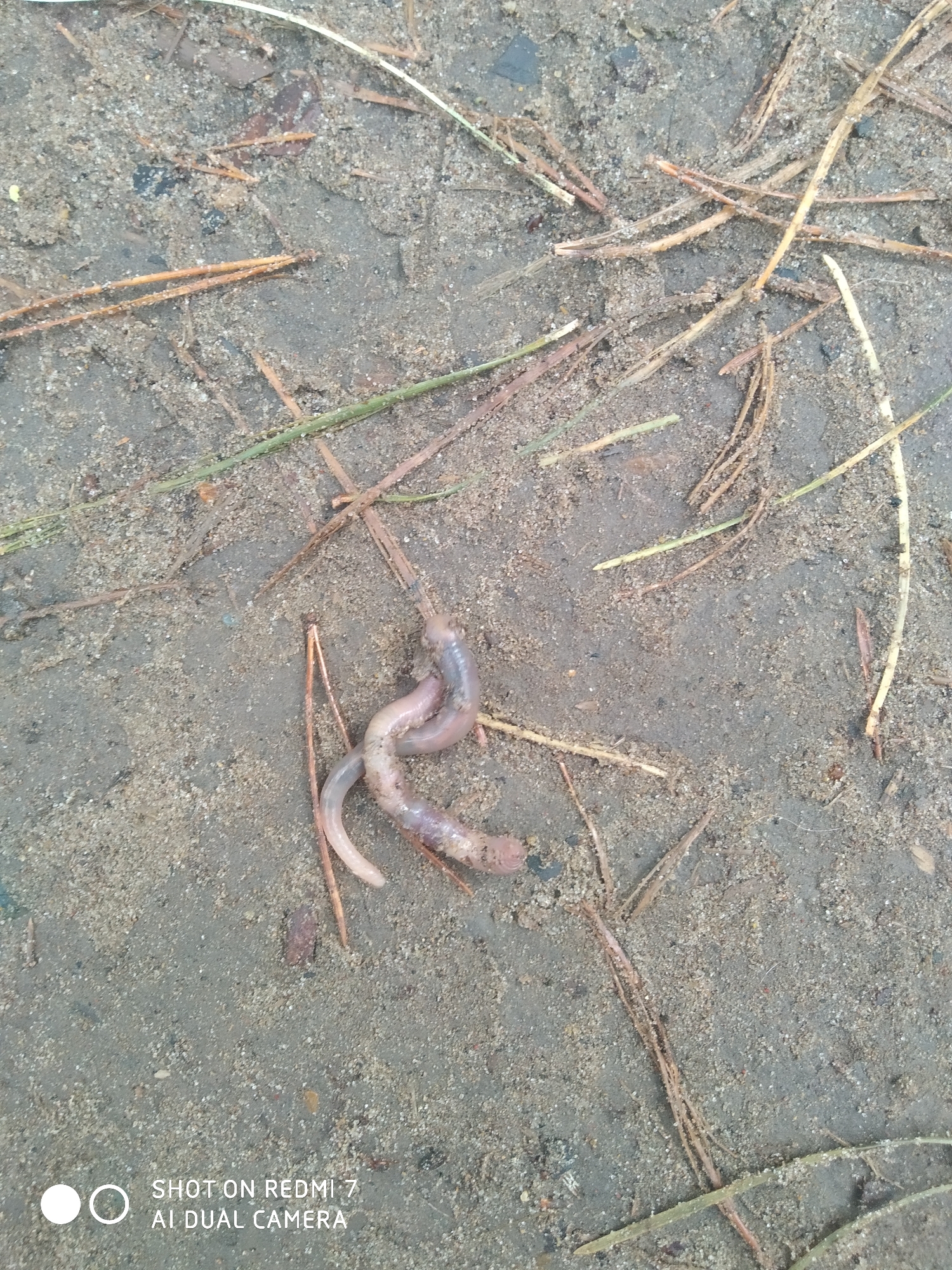 The image depicts a close-up view of two earthworms on a patch of sandy, muddy ground interspersed with dried plant debris. The worms appear intertwined. The background consists of a mix of sand and mud, with scattered pieces of dry grass, twigs, and other small organic matter. The location is somewhere in Chaikovsky, Russia. No people are visible.