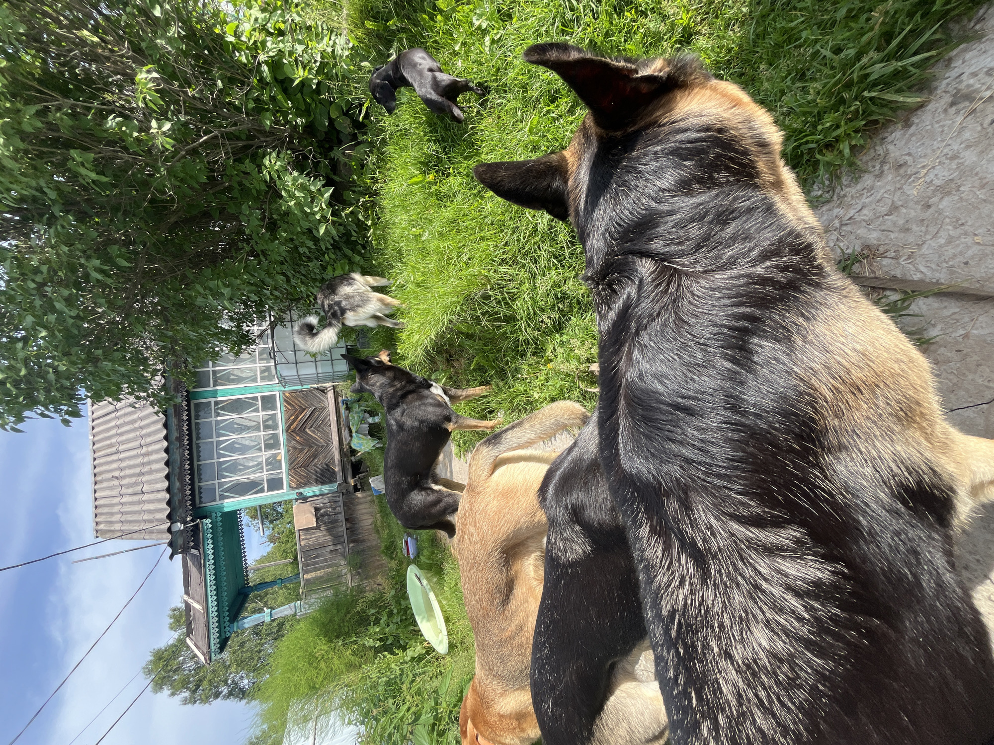 In Nizhny Tagil, Russia, a group of dogs are gathered in a grassy yard near a weathered wooden house with a turquoise veranda and a gray corrugated roof. The house features large windows with patterned glass. The dogs, varying in size and color, are the primary subjects. One large black and tan dog is in the foreground, its back and ears visible. Other dogs, including a black dog with a white patch on its chest, a tan dog, a grey and white dog, and a small black puppy, are scattered throughout the yard. The environment is a sunny day with green grass, lush trees, and a blue sky with some clouds. There are also some objects in the yard, including a green plastic basin and a large white water tank. The scene appears to be a domestic setting, likely a backyard.