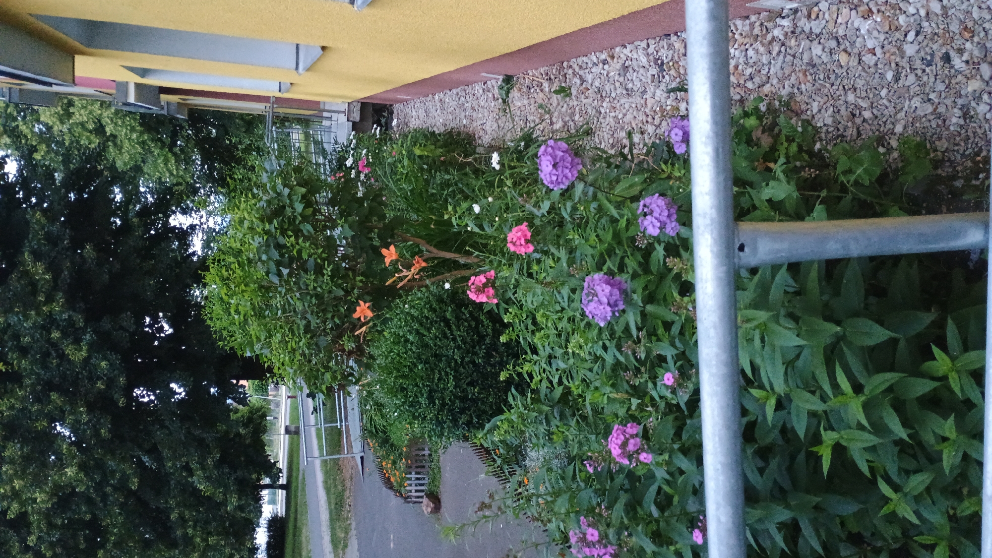 In Sokolov, Czechia, a close-up shot captures a vibrant flowerbed adjacent to a yellow building with a maroon trim. The foreground is dominated by a silver metal railing, partially obscuring a variety of blooming plants. Among the foliage, clusters of purple phlox are prominent, interspersed with smaller pink flowers and some delicate white blossoms. In the mid-ground, a few orange lilies stand tall. Behind the flowers, a neatly trimmed green hedge provides a backdrop. Further back, a large, leafy tree shades the scene, with hints of a paved walkway and a small white picket fence visible on the left. The ground beside the flowerbed is covered in light-colored gravel. The overall impression is of a well-maintained garden area, likely part of a residential or public space, showcasing a colorful display of summer blooms.