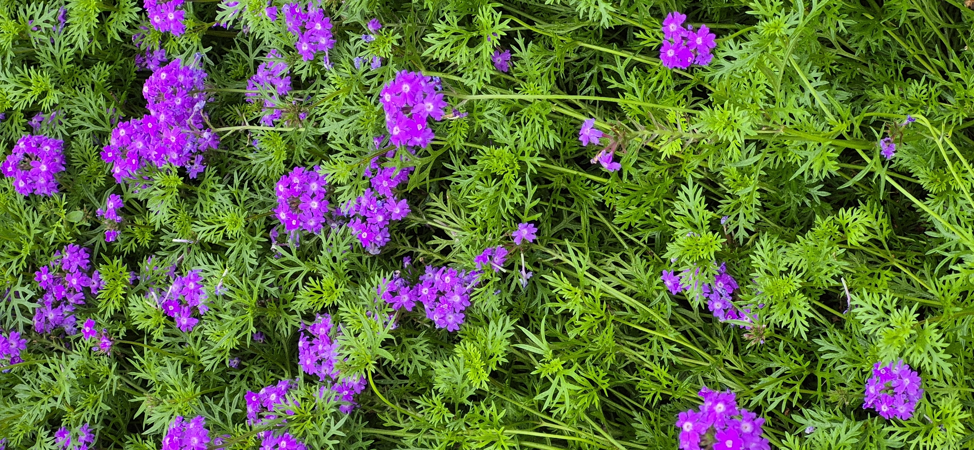 This is a close-up, full-frame vertical shot of a dense planting of purple verbena flowers interspersed with vibrant green foliage. The flowers, clustered in small umbels, display a rich violet hue. The leaves are finely cut and feathery, creating a textured backdrop. The image is an outdoor scene, likely a garden bed or public planting. There are no people or specific landmarks to suggest a location within the city of Ussurijsk, Russia. The lighting appears to be natural daylight, with some areas of shadow indicating overcast conditions or the density of the foliage. The overall impression is one of lush, natural beauty.