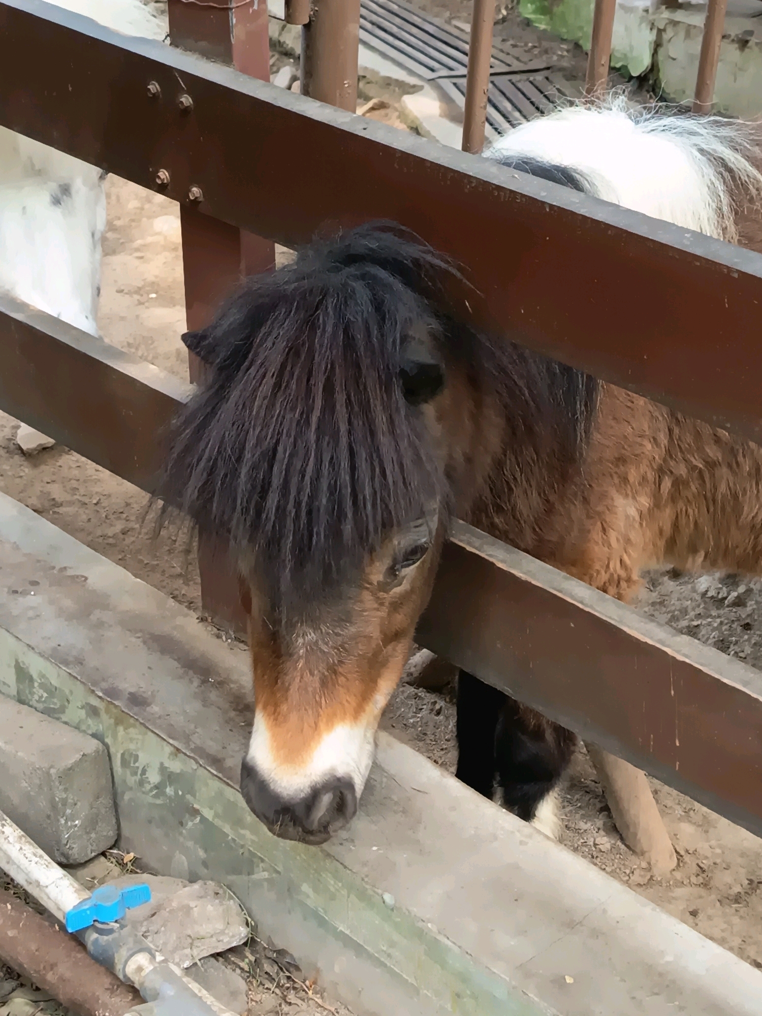 The image shows a close-up of a small horse, likely a pony, with brown and white markings, peeking through a wooden fence. The horse has a dark mane that partially covers its face. Its head is lowered, and its nose is close to the ground. The background shows a dirt enclosure with some scattered rocks and debris. A white horse with black spots is partially visible to the left of the frame. The fence appears to be made of rough, weathered wood. In the foreground, there is a concrete structure with some plumbing pipes and a blue valve, suggesting this may be part of an animal enclosure or farm. The lighting suggests it is daytime, and the overall impression is of an outdoor environment. The location is not specified in the image or its context, and therefore cannot be determined to be Yogyakarta, Indonesia.