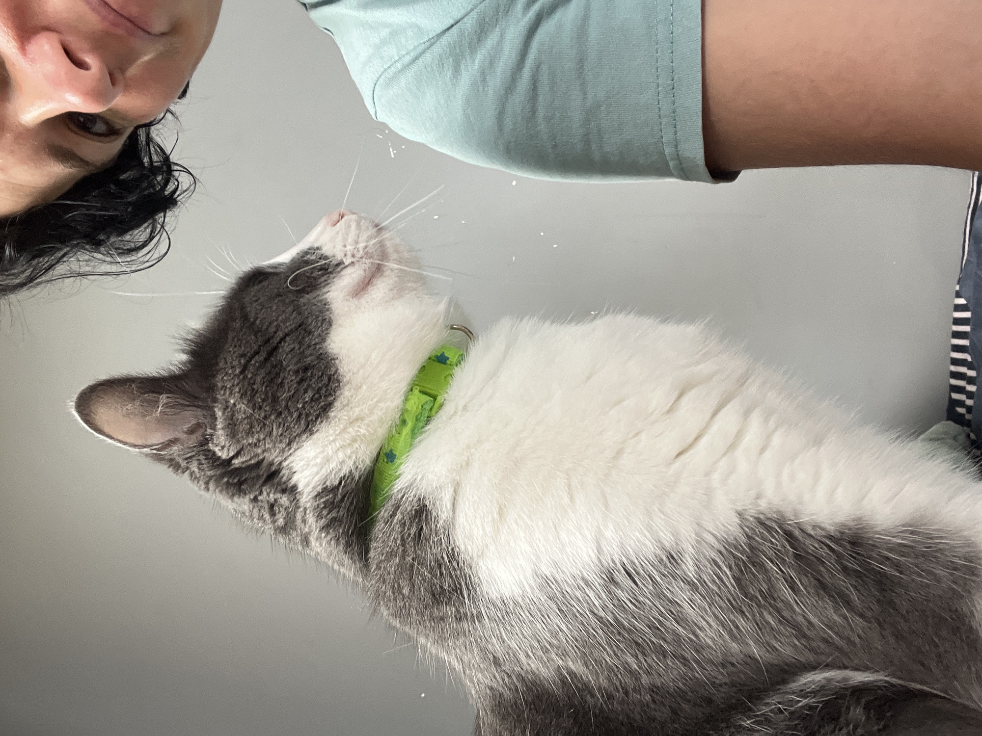 A close-up, eye-level shot shows a gray and white cat with a green collar looking to the right, facing a person. The cat's eyes are closed and it appears to be breathing lightly or in a relaxed state. Small white specks, possibly dust or fur, are visible in the air between the cat and the person. The person's face is partially visible in the upper right corner, with dark hair and fair skin. They are wearing a light blue t-shirt. The background is a plain, light gray wall. The image appears to have been taken indoors. No specific location within Ureki, Georgia, can be identified from the visual information provided.