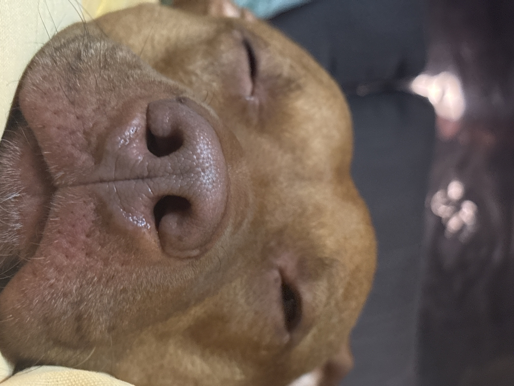 A close-up image captures a sleeping dog's face. The dog is brown with a large, textured pink nose centered in the frame. The dog's eyes are closed. The background is blurred and out of focus, showing dark and light shapes. The image provides no information to determine location or the city of Lom, Bulgaria.