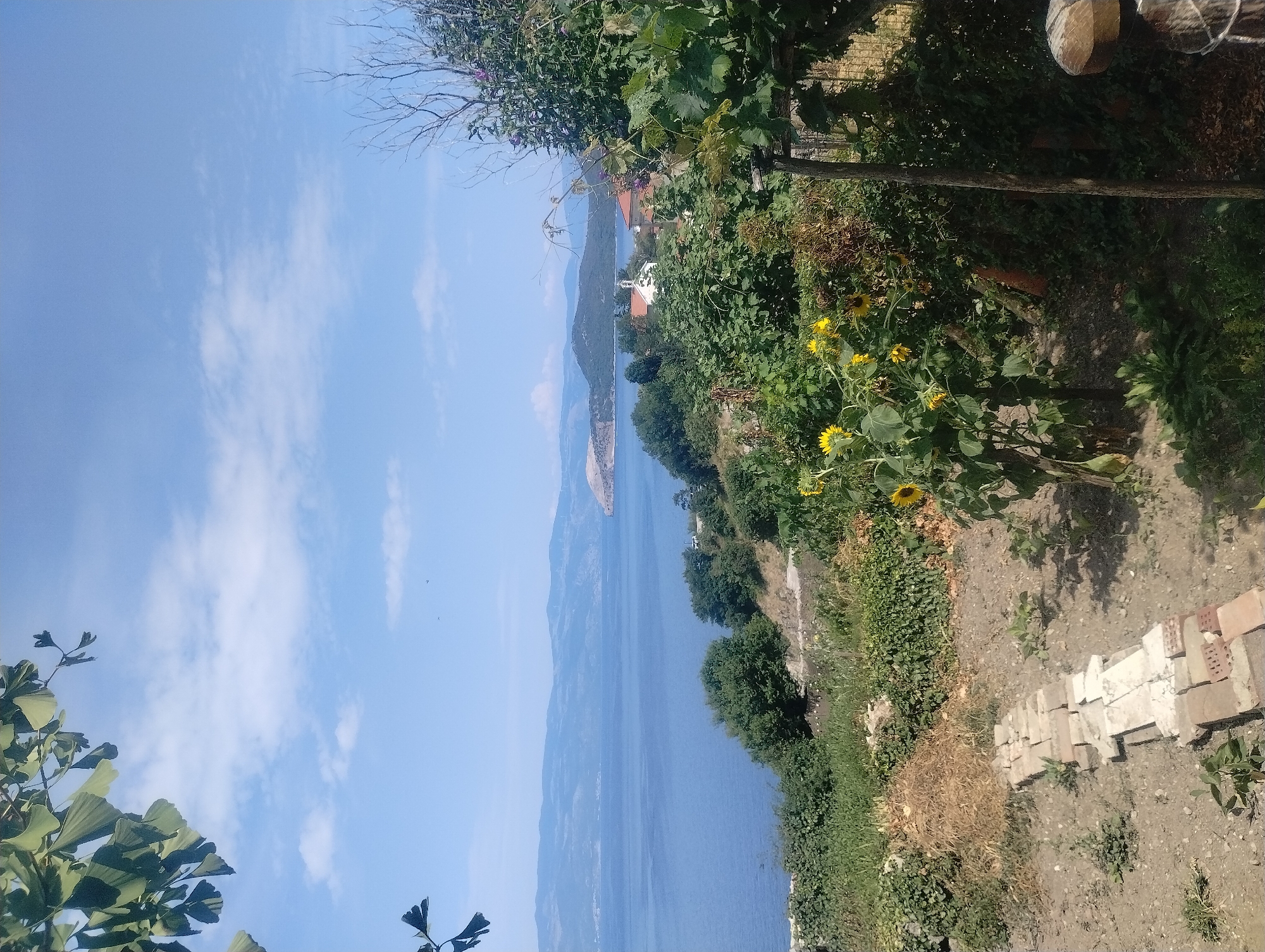 This is a high-angle, full shot of a coastal landscape in Općina Vrbnik, Croatia. In the foreground, a dirt path is lined with red bricks. To the right of the path, a sunflower stands tall, its yellow petals facing the sun. Beyond the path, a dense green bush covers the ground, leading up to a hillside dotted with trees. In the middle ground, a body of calm, blue water stretches to the horizon, with a few sailboats visible in the distance. The background features rolling hills covered in lush greenery, with a few houses peeking through the trees. The sky is a clear blue, with a few white clouds scattered across it. The overall impression is one of tranquility and natural beauty.