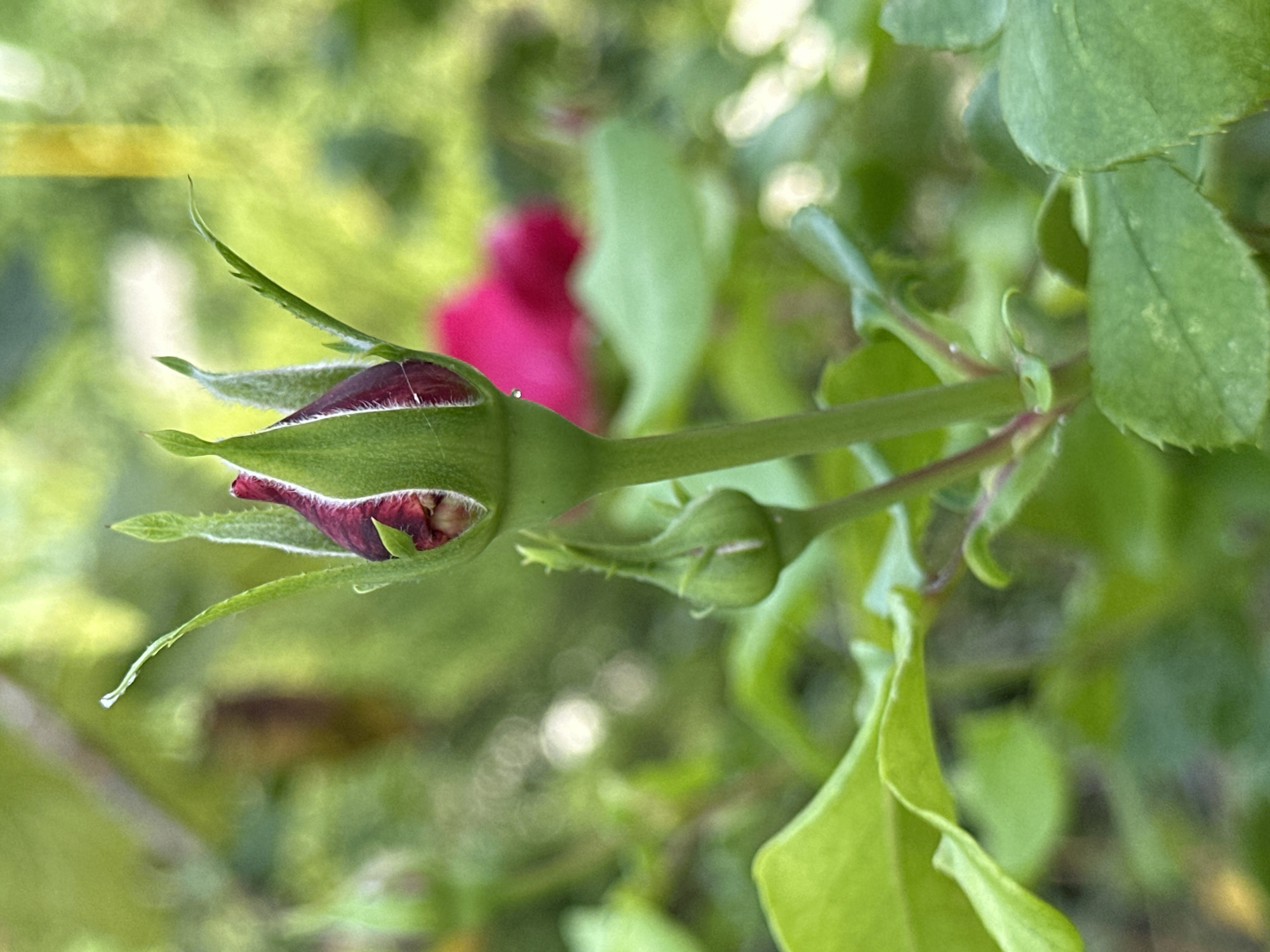 An extreme close-up shot captures a vibrant, deep pink rosebud, partially unfurled. The bud is the focal point, its delicate petals showing a gradient of color from deep crimson at the tip to a lighter pink towards the base. It is surrounded by lush green leaves and stems, some of which are slightly out of focus, creating a soft bokeh effect in the background. A smaller, unopened rosebud is visible below the main one. The lighting suggests an outdoor setting, likely a garden, with natural sunlight illuminating the scene. The image was taken in Yessentuki, Russia, a city known for its spa resorts and natural springs.