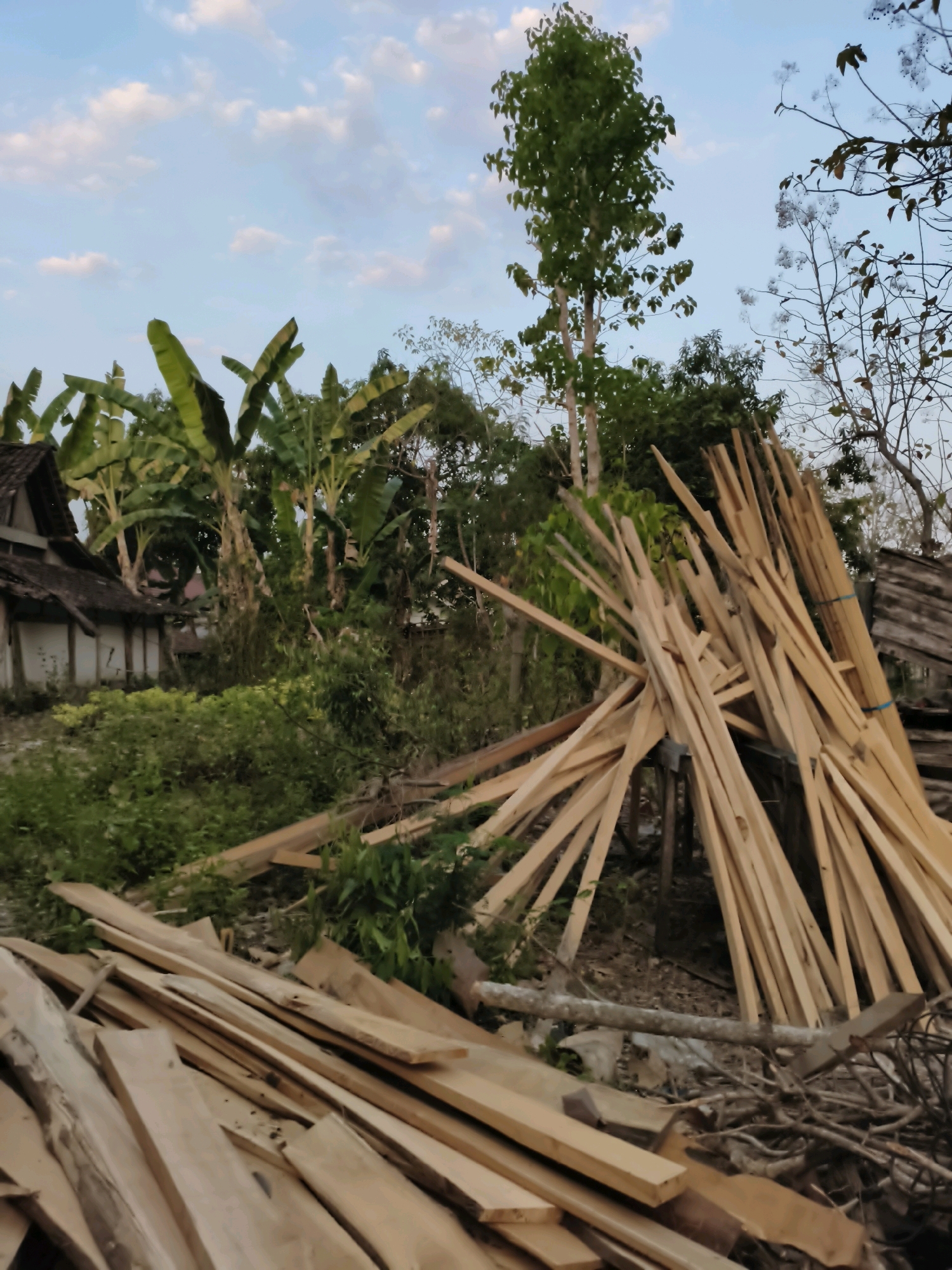 In the city of Sampung, Indonesia, an outdoor scene depicts a yard filled with a substantial quantity of lumber. The lumber is primarily light-colored wood, stacked in various arrangements, with a large pile of planks leaning against a support structure in the mid-ground. Another collection of planks is scattered in the foreground. The background is a dense collection of green foliage, including banana trees, and several tall trees. A portion of a building with a dark tiled roof and white walls is visible on the left side of the image, suggesting a residential or workshop area. The sky above is a soft blue with scattered white clouds, indicating it is either early morning or late afternoon. There are no people or animals visible in the frame.