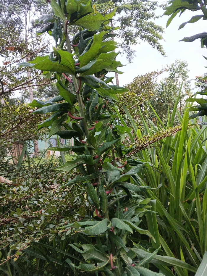 The image presents a detailed view of a vegetated outdoor scene located in Mianyang, China. The primary subject is a tall, upright green plant positioned centrally, featuring numerous large, green leaves, many of which appear crinkled or somewhat curled. Along the central stem of this plant, multiple reddish-brown, distinctively curled, and elongated structures are visible, distributed between the leaf bases. To the immediate right, a dense cluster of tall, slender, blade-like green plants, resembling grass or reeds, fills the mid-right portion of the frame. The left midground contains a mass of smaller, dark green bushes. In the background, taller trees with light-colored trunks and sparser green foliage are visible, along with a partially obscured light-colored structure, possibly a building or greenhouse, through the greenery on the distant left. The sky overhead is bright and diffused, indicating an overcast condition. No individuals, animals, or specific actions or interactions are depicted; the scene is static, focused on the botanical elements.